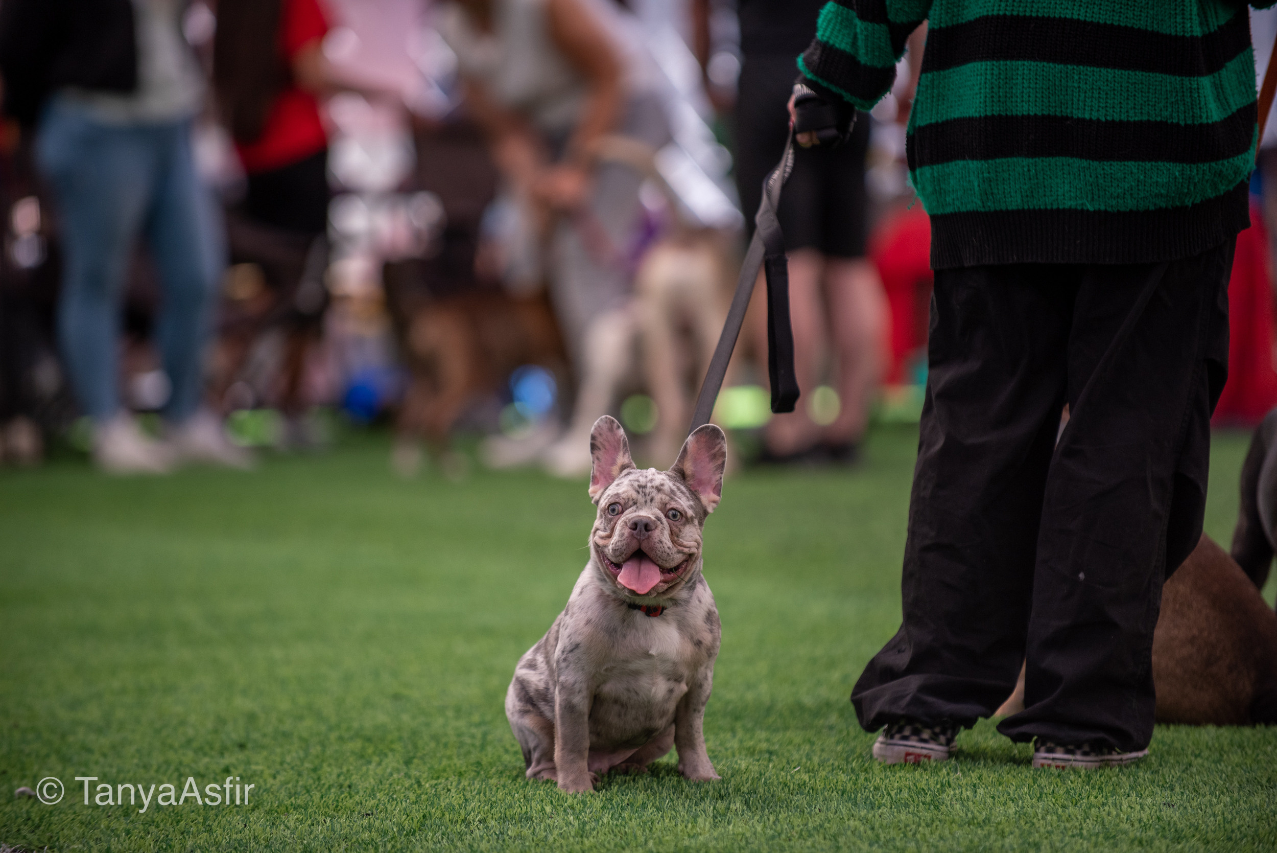 Professional dog photography: agility, frisbee, obedience, IGP. Tanya Asfir — Pet & Animal Photographer | Belgrade, Serbia