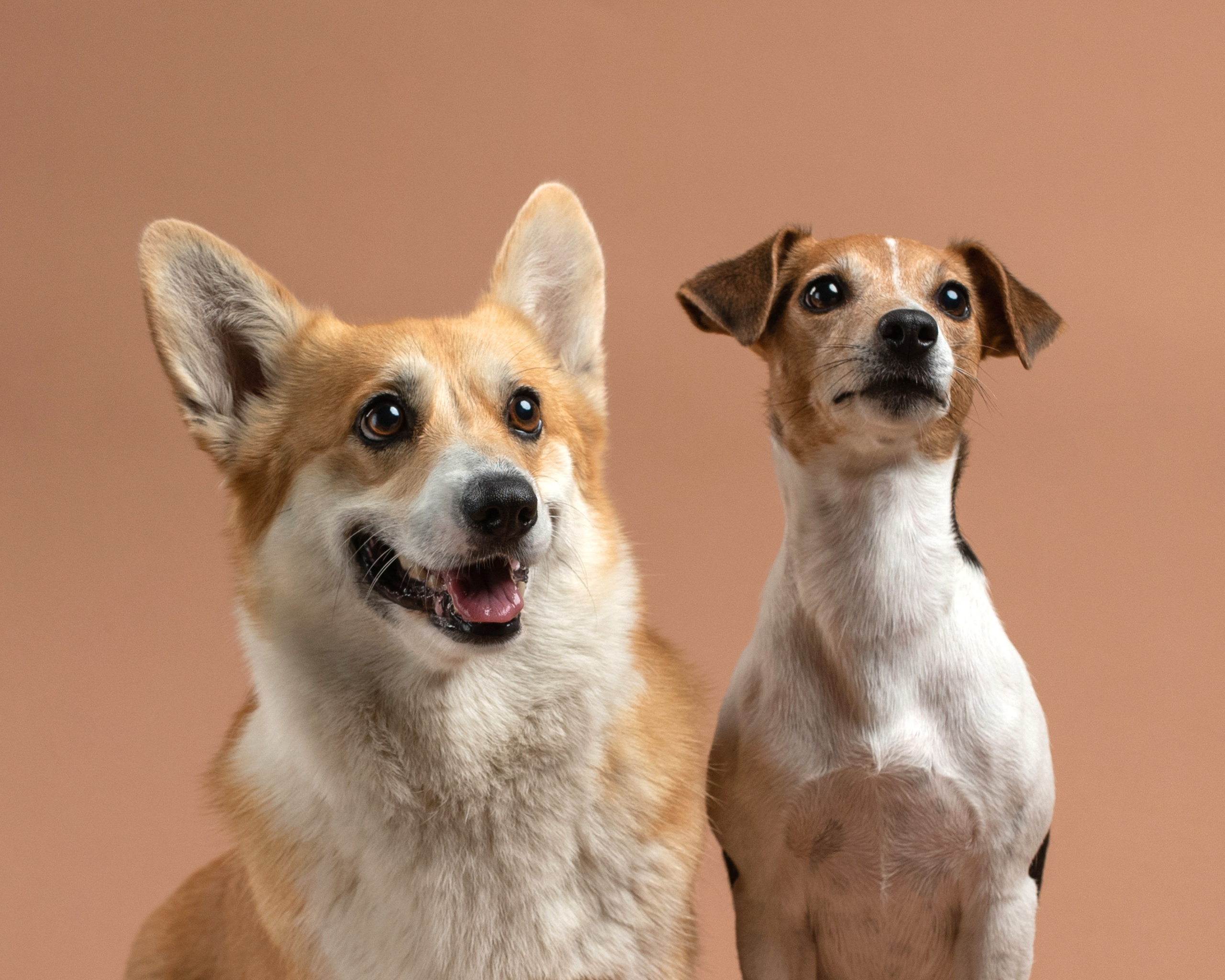 Pet portraits made at your place by Tanya Asfir, Belgrade. Tanya Asfir — Pet & Animal Photographer | Belgrade, Serbia