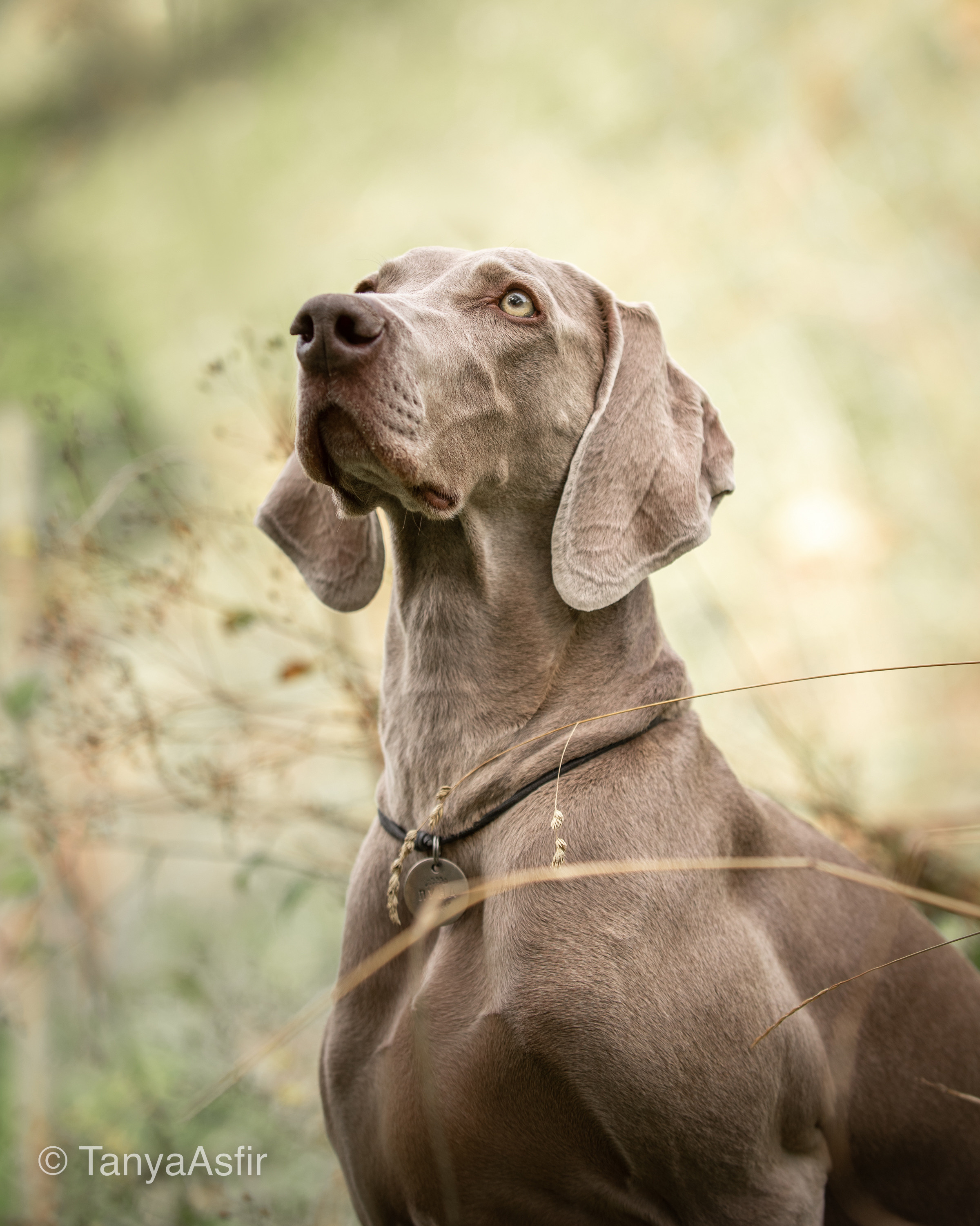 Outdoor Pet Photography by Tanya Asfir, Belgrade. Tanya Asfir — Pet & Animal Photographer | Belgrade, Serbia