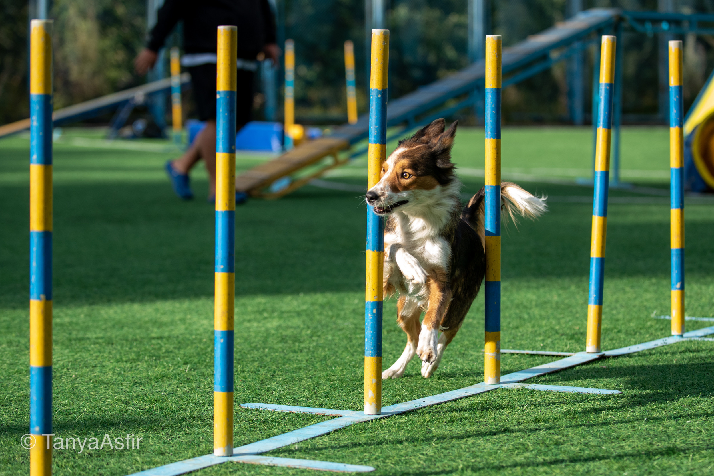 Professional dog photography: agility, frisbee, obedience, IGP. Tanya Asfir — Pet & Animal Photographer | Belgrade, Serbia