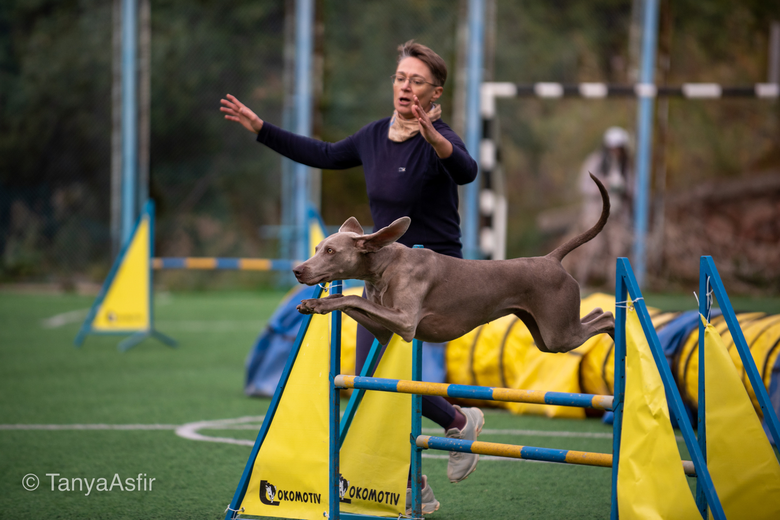 Professional dog photography: agility, frisbee, obedience, IGP. Tanya Asfir — Pet & Animal Photographer | Belgrade, Serbia