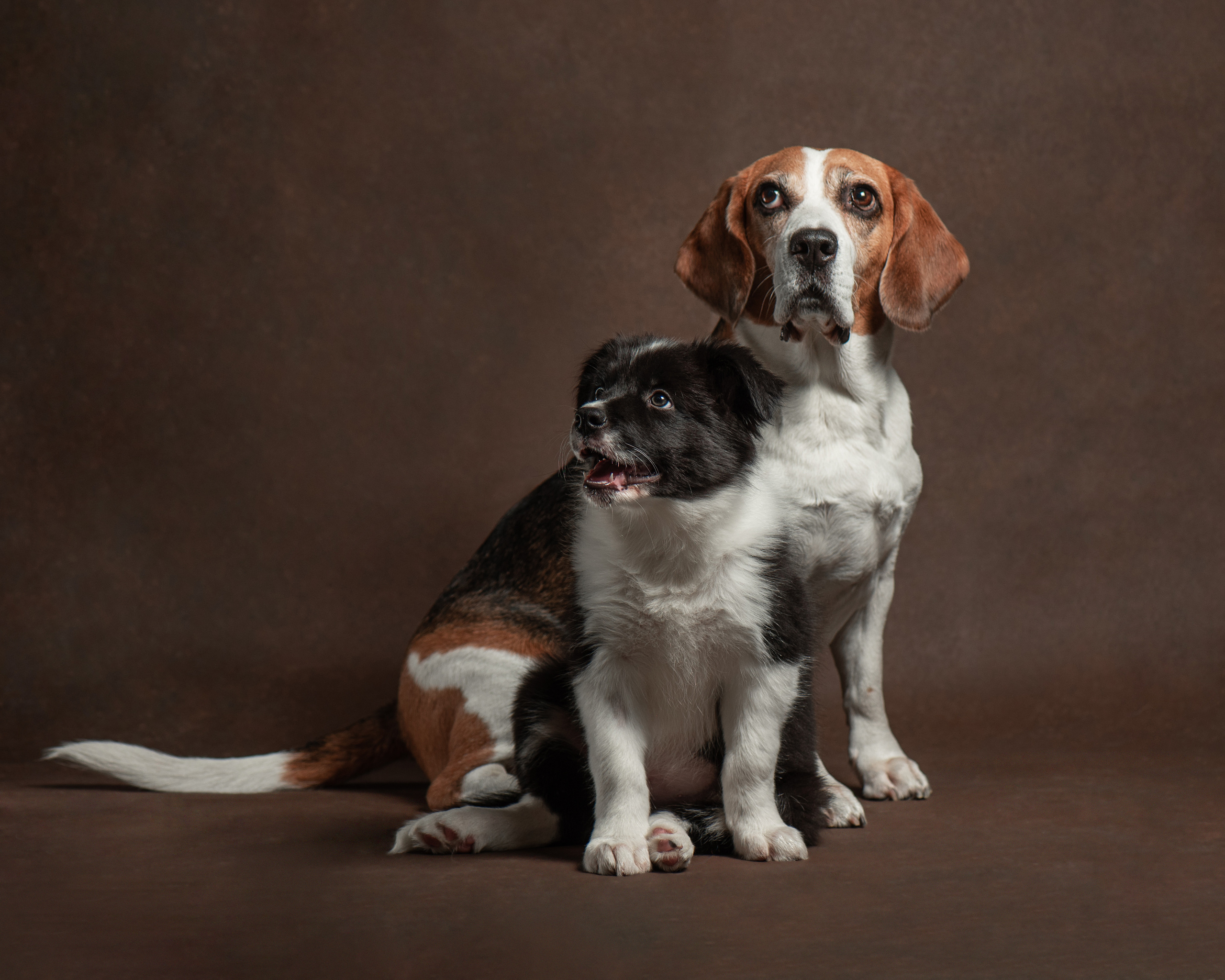 Pet portraits made at your place by Tanya Asfir, Belgrade. Tanya Asfir — Pet & Animal Photographer | Belgrade, Serbia