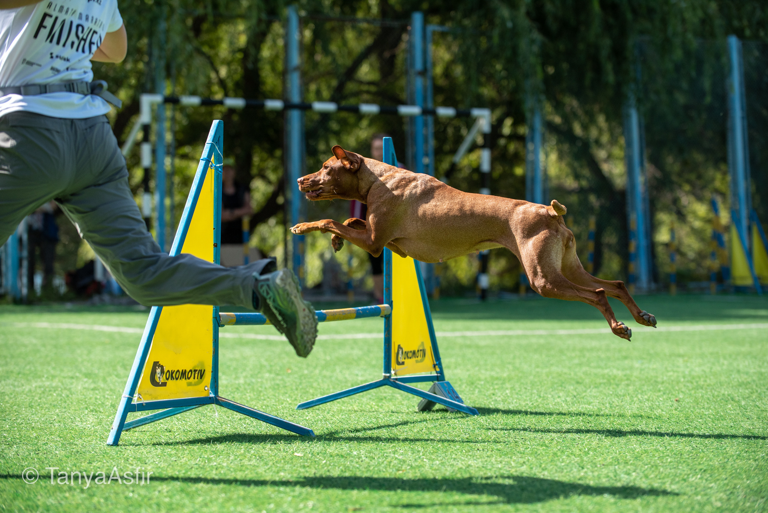 Professional dog photography: agility, frisbee, obedience, IGP. Tanya Asfir — Pet & Animal Photographer | Belgrade, Serbia