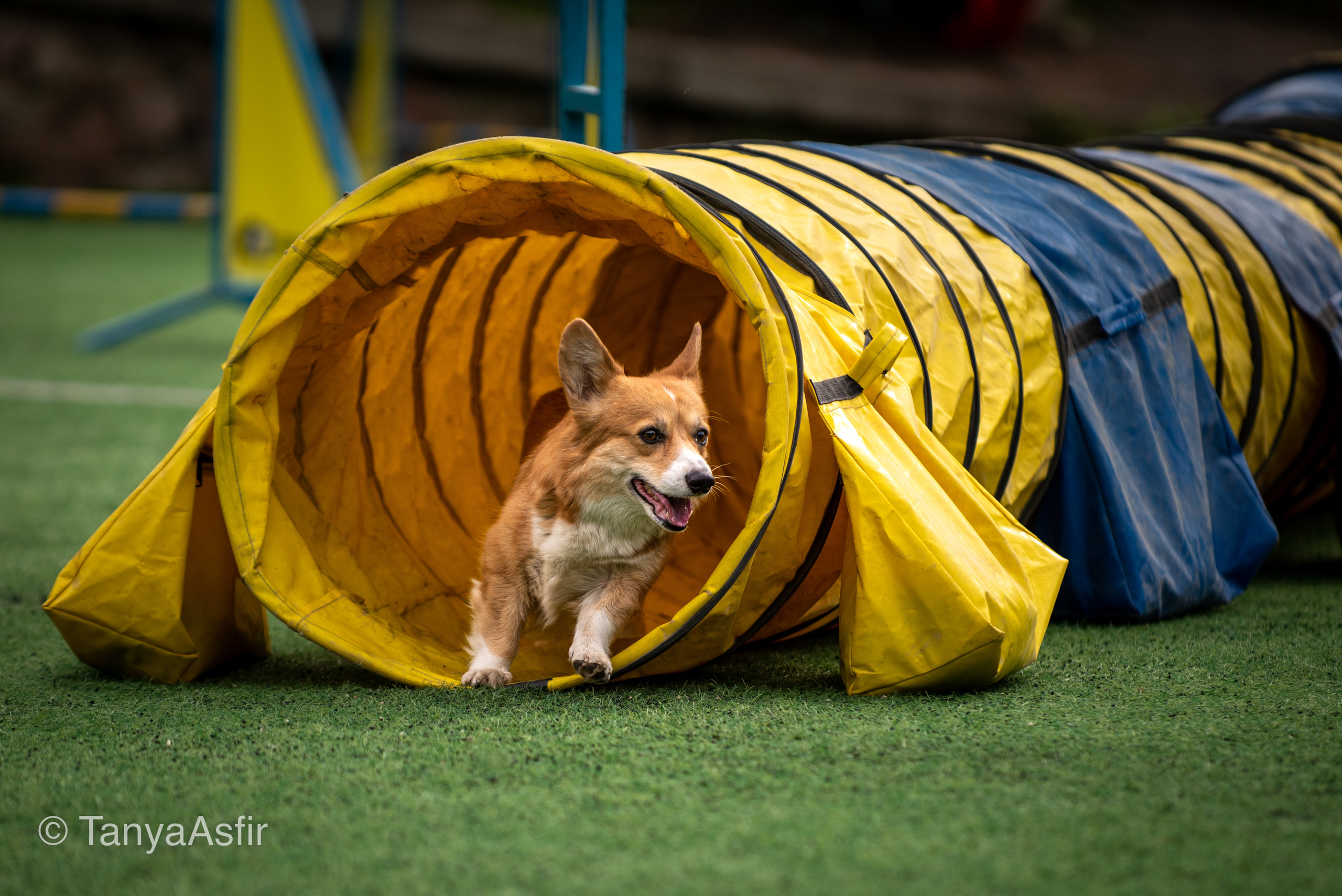 Professional dog photography: agility, frisbee, obedience, IGP. Tanya Asfir — Pet & Animal Photographer | Belgrade, Serbia