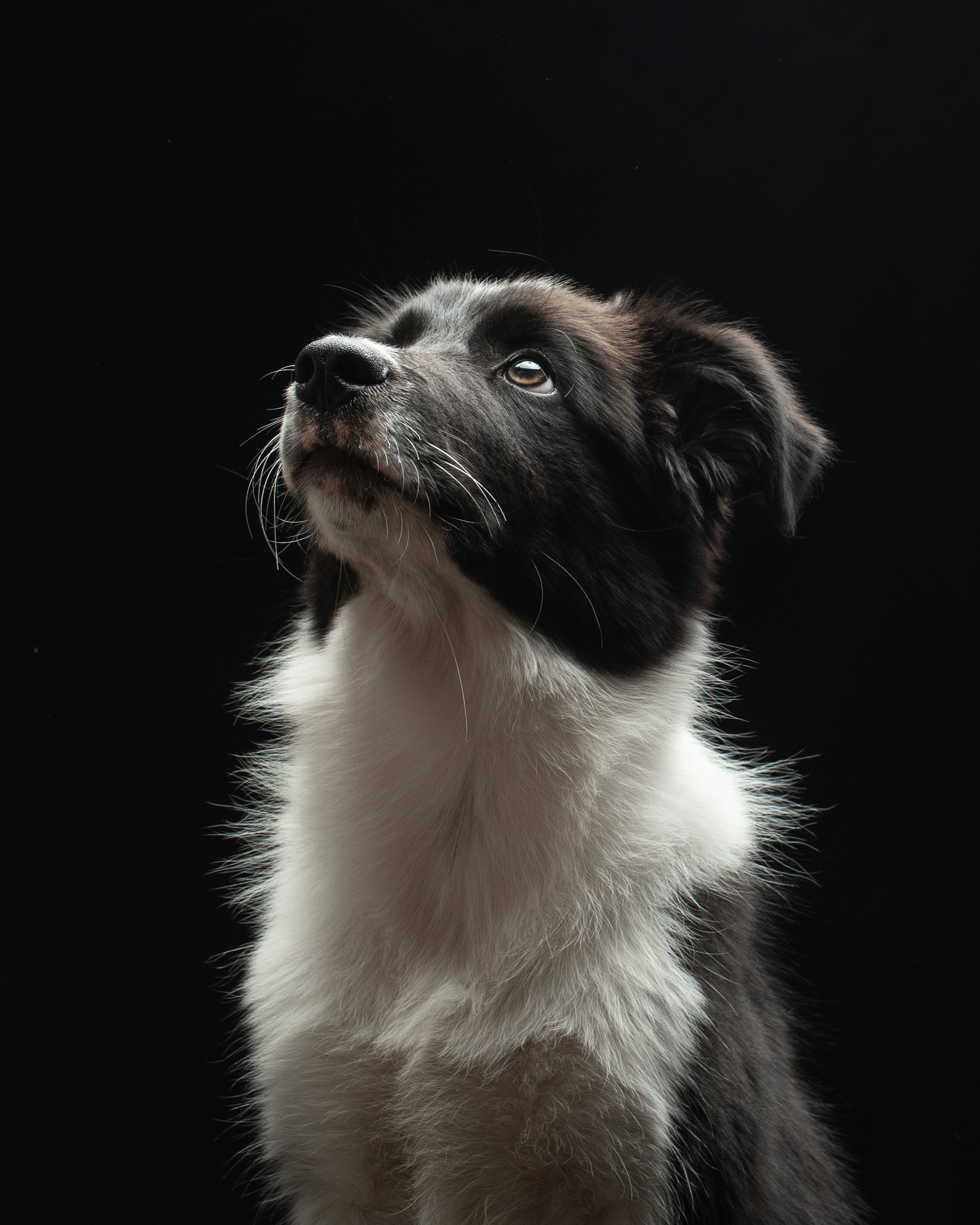 Pet portraits made at your place by Tanya Asfir, Belgrade. Tanya Asfir — Pet & Animal Photographer | Belgrade, Serbia