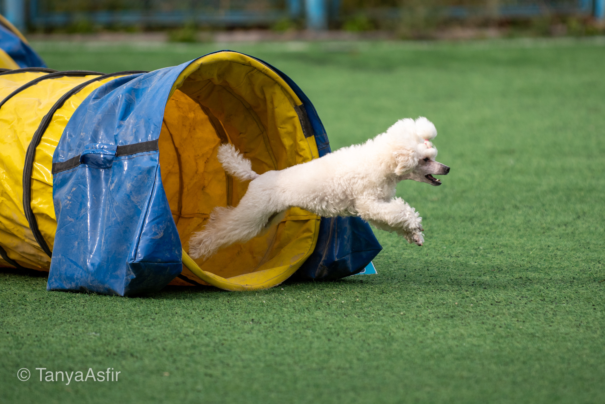 Professional dog photography: agility, frisbee, obedience, IGP. Tanya Asfir — Pet & Animal Photographer | Belgrade, Serbia