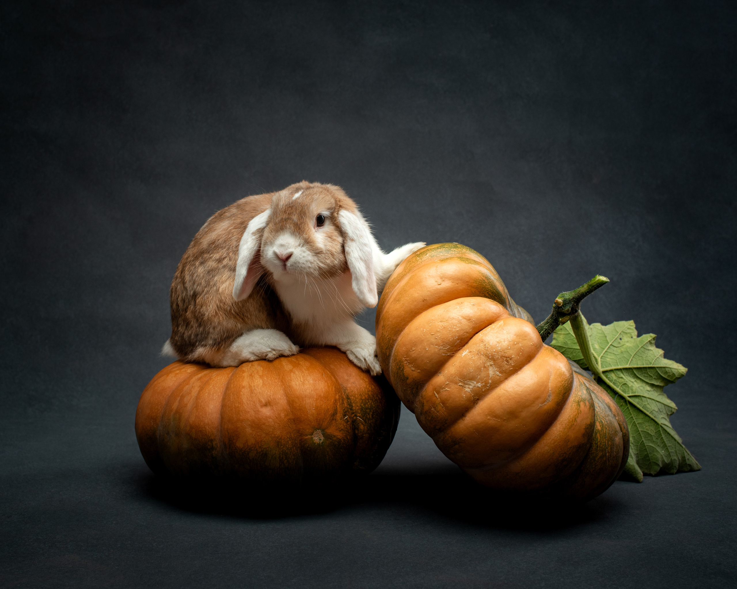 Pet portraits made at your place by Tanya Asfir, Belgrade. Tanya Asfir — Pet & Animal Photographer | Belgrade, Serbia