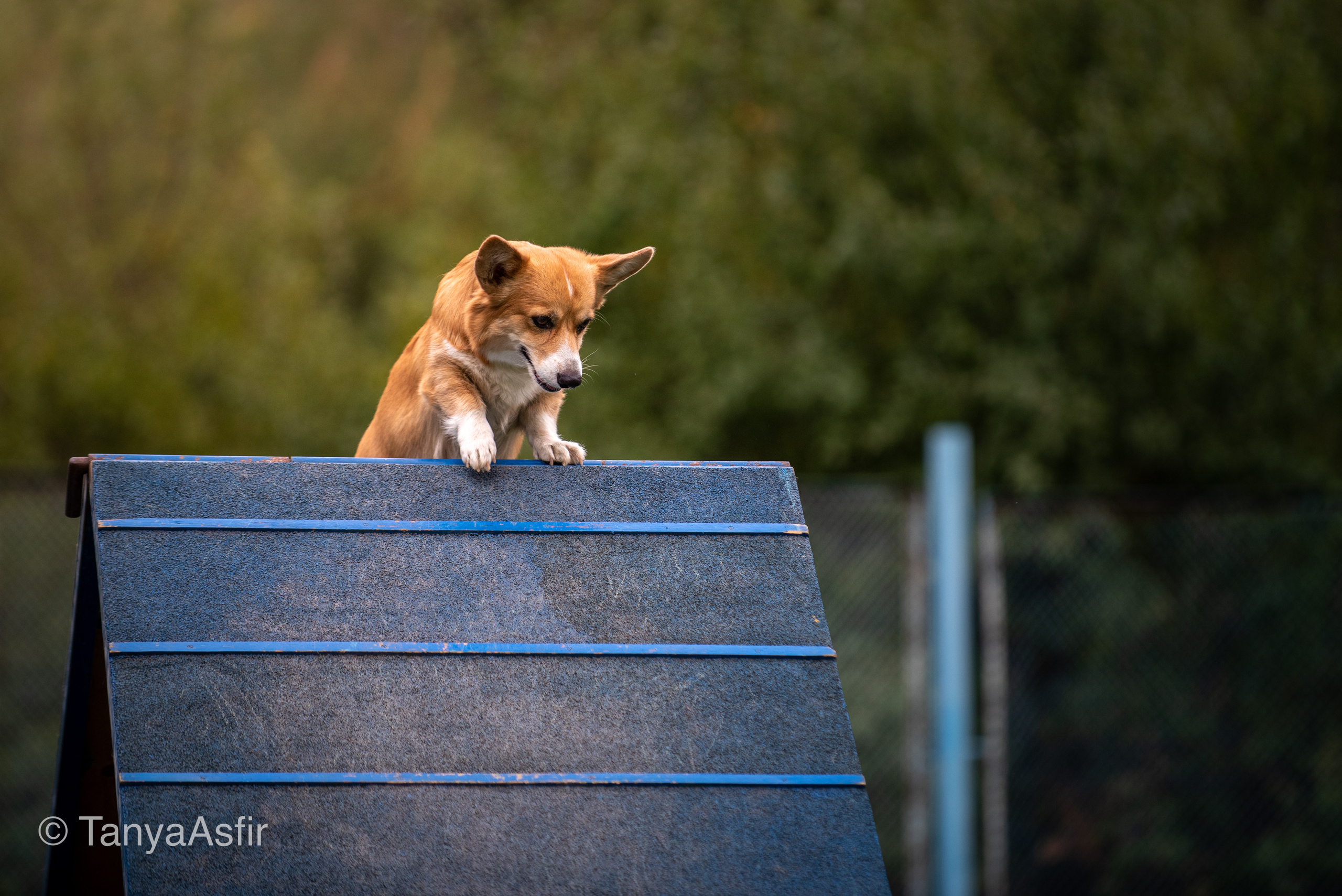 Professional dog photography: agility, frisbee, obedience, IGP. Tanya Asfir — Pet & Animal Photographer | Belgrade, Serbia