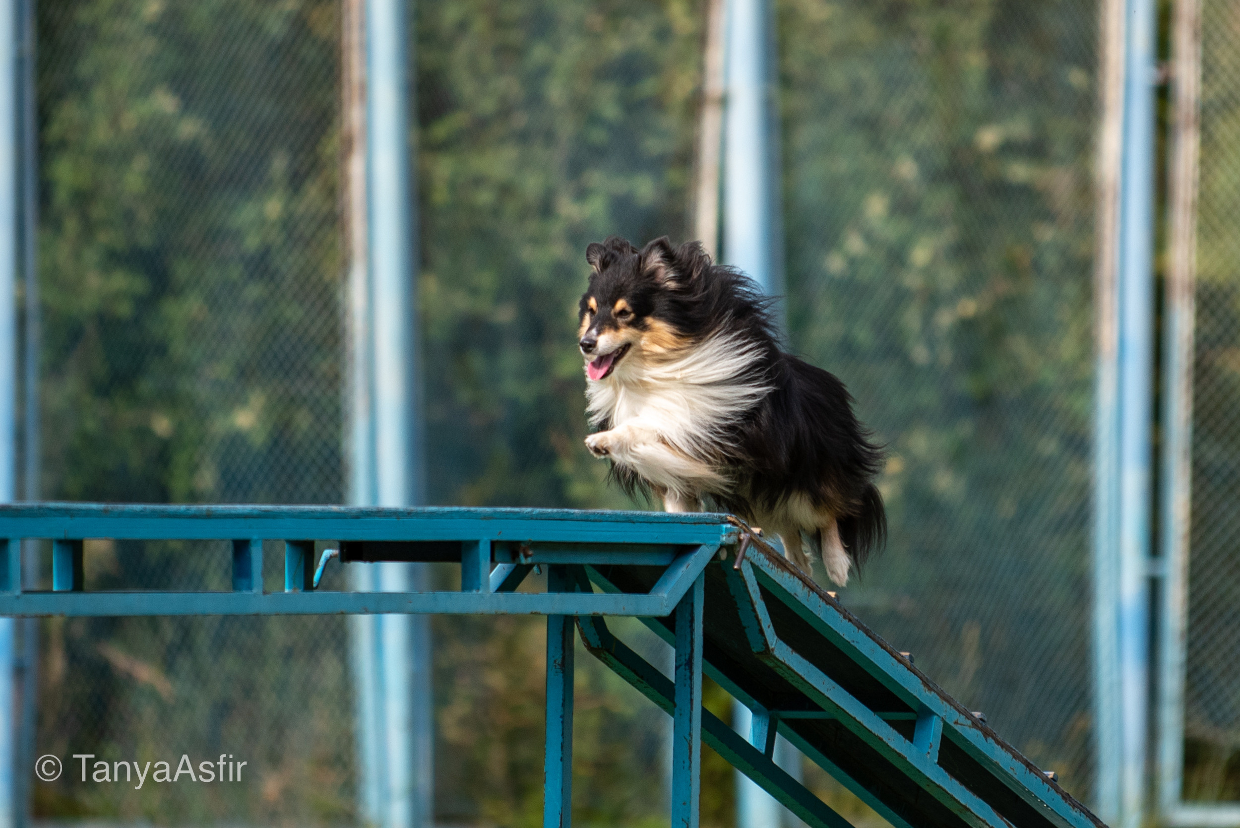 Professional dog photography: agility, frisbee, obedience, IGP. Tanya Asfir — Pet & Animal Photographer | Belgrade, Serbia