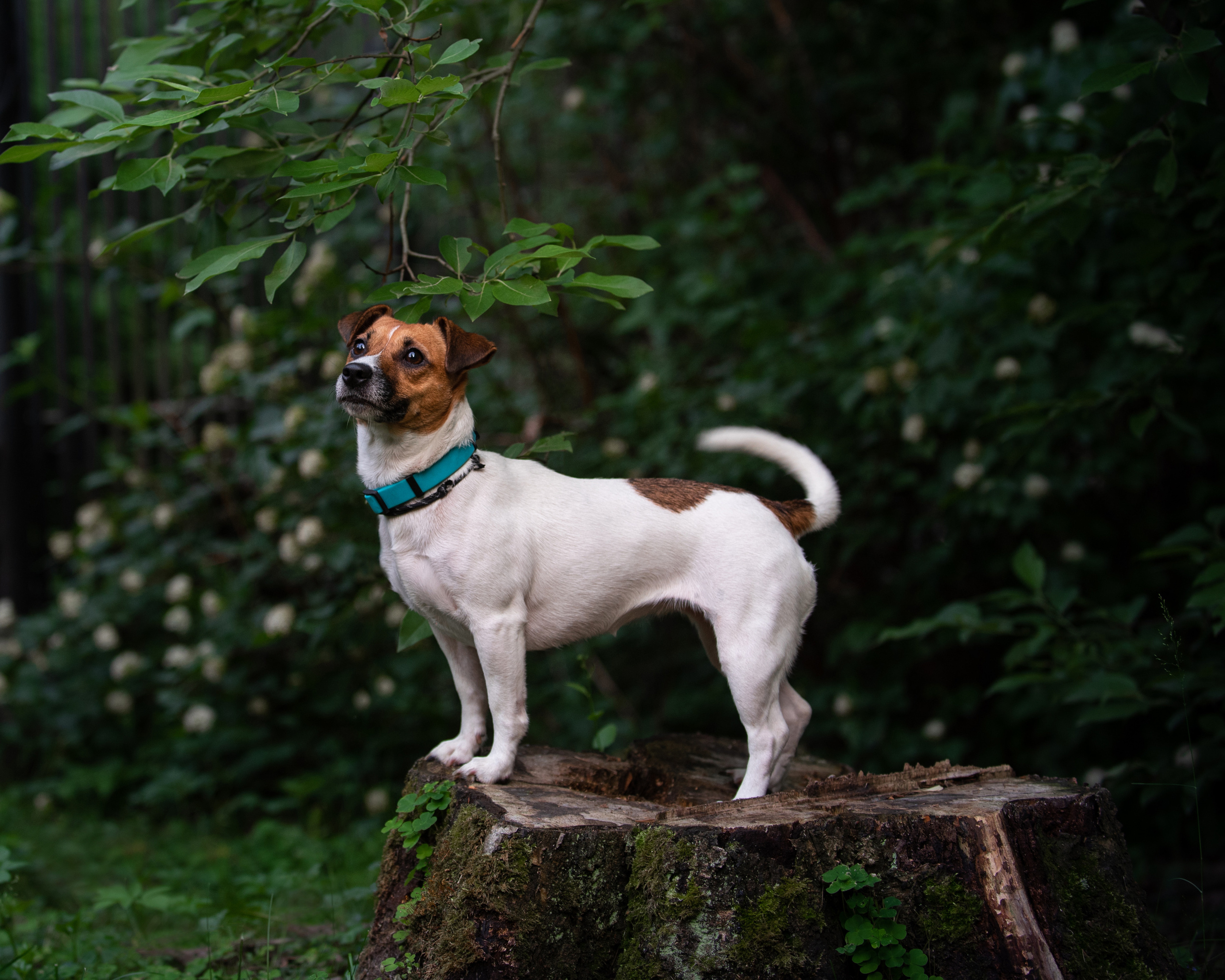 Outdoor Pet Photography by Tanya Asfir, Belgrade. Tanya Asfir — Pet & Animal Photographer | Belgrade, Serbia