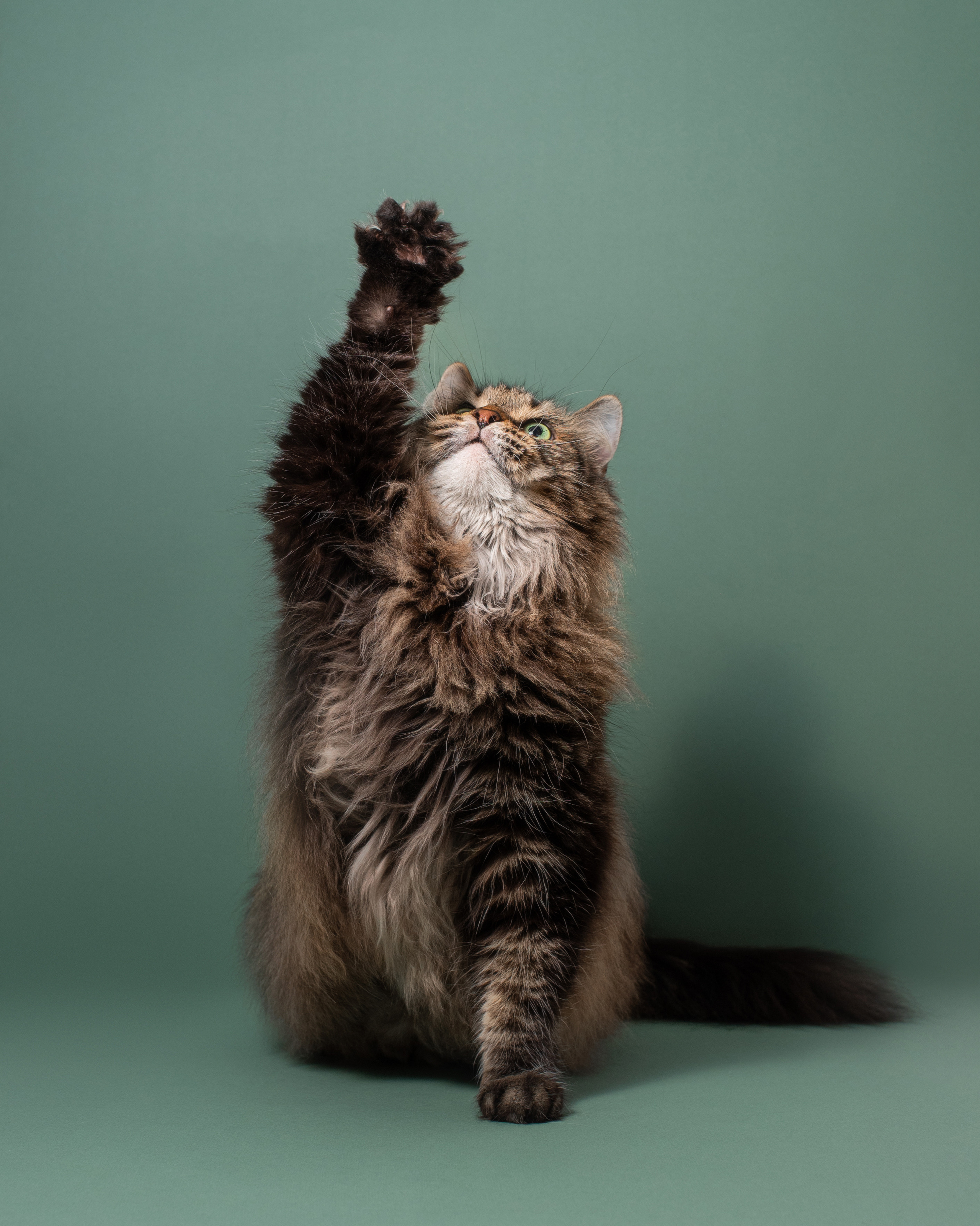 Pet portraits made at your place by Tanya Asfir, Belgrade. Tanya Asfir — Pet & Animal Photographer | Belgrade, Serbia