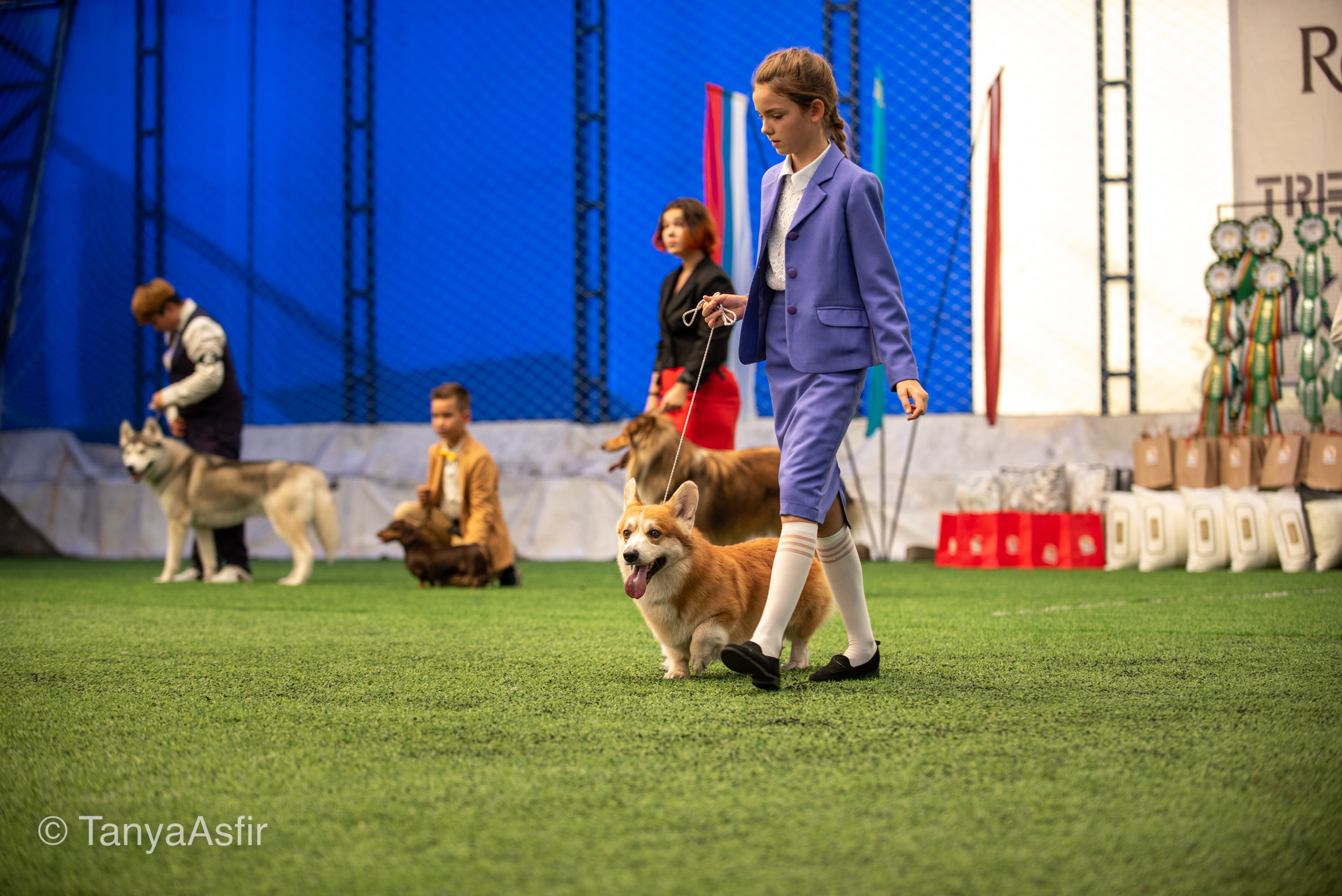 Professional dog photography: agility, frisbee, obedience, IGP. Tanya Asfir — Pet & Animal Photographer | Belgrade, Serbia