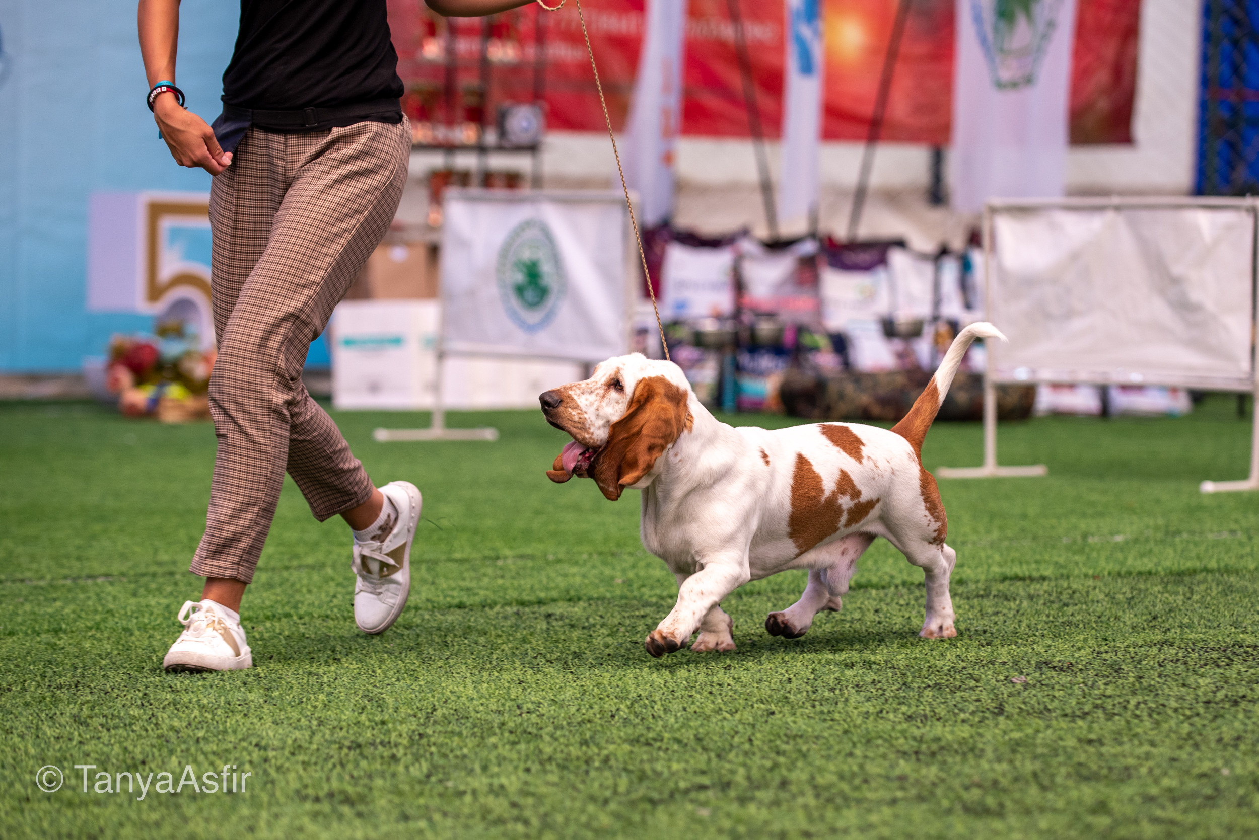Professional dog photography: agility, frisbee, obedience, IGP. Tanya Asfir — Pet & Animal Photographer | Belgrade, Serbia