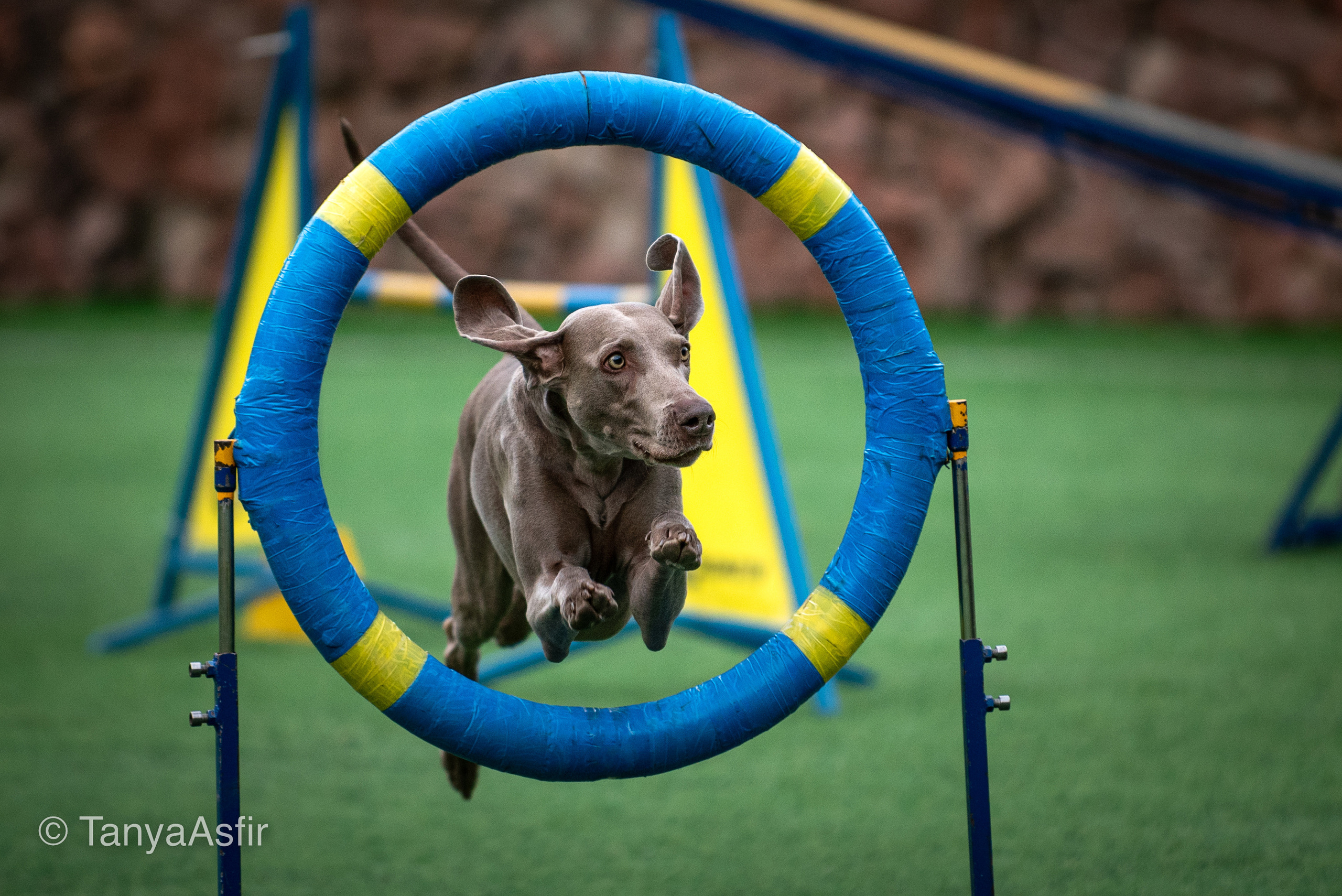 Professional dog photography: agility, frisbee, obedience, IGP. Tanya Asfir — Pet & Animal Photographer | Belgrade, Serbia