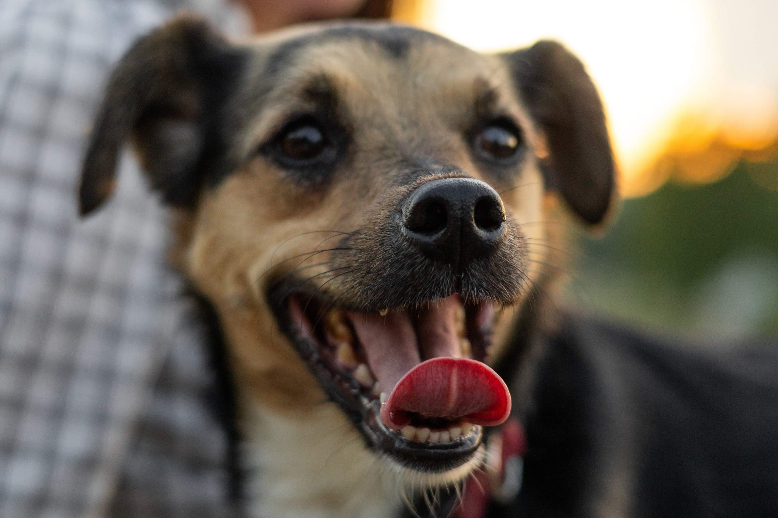 Настя, Денис и Мося. Фотограф-анималист | Белград