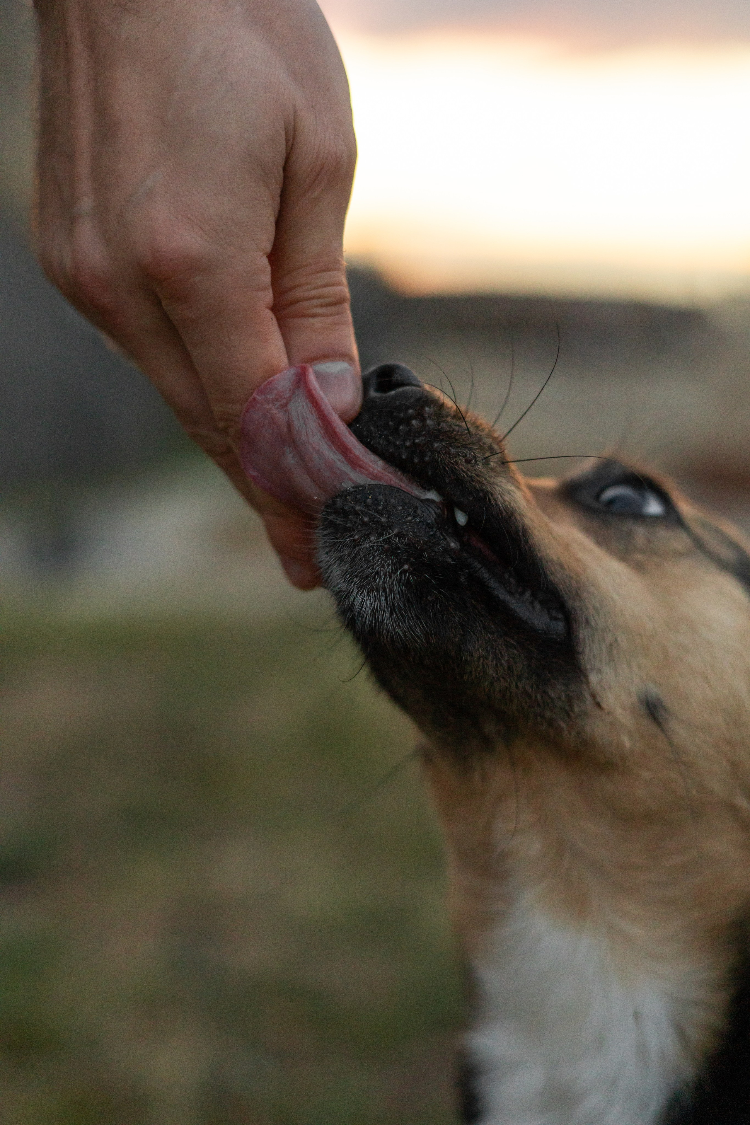 Настя, Денис и Мося. Фотограф-анималист | Белград