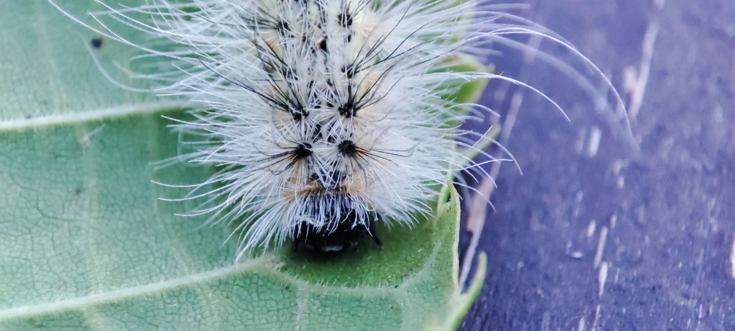 Fotografie Macro~ Close up. Andreea Ivan art-Fotograf Constanta, Fotograf profesionist Constanta, Fotograf de nunta Constanta, botez, sedinte foto cu tematica, portret