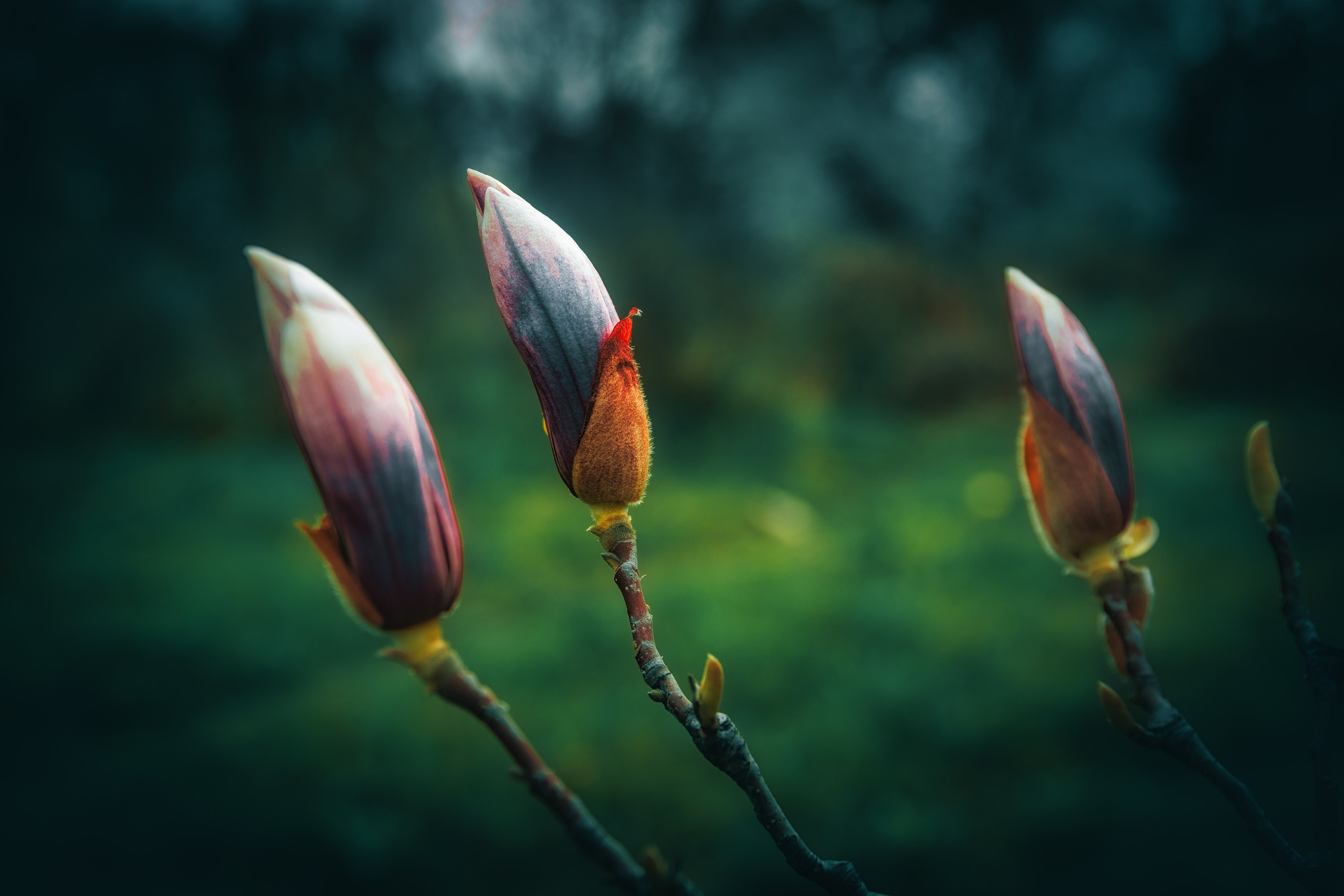 Fotograf Nunta Bucuresti