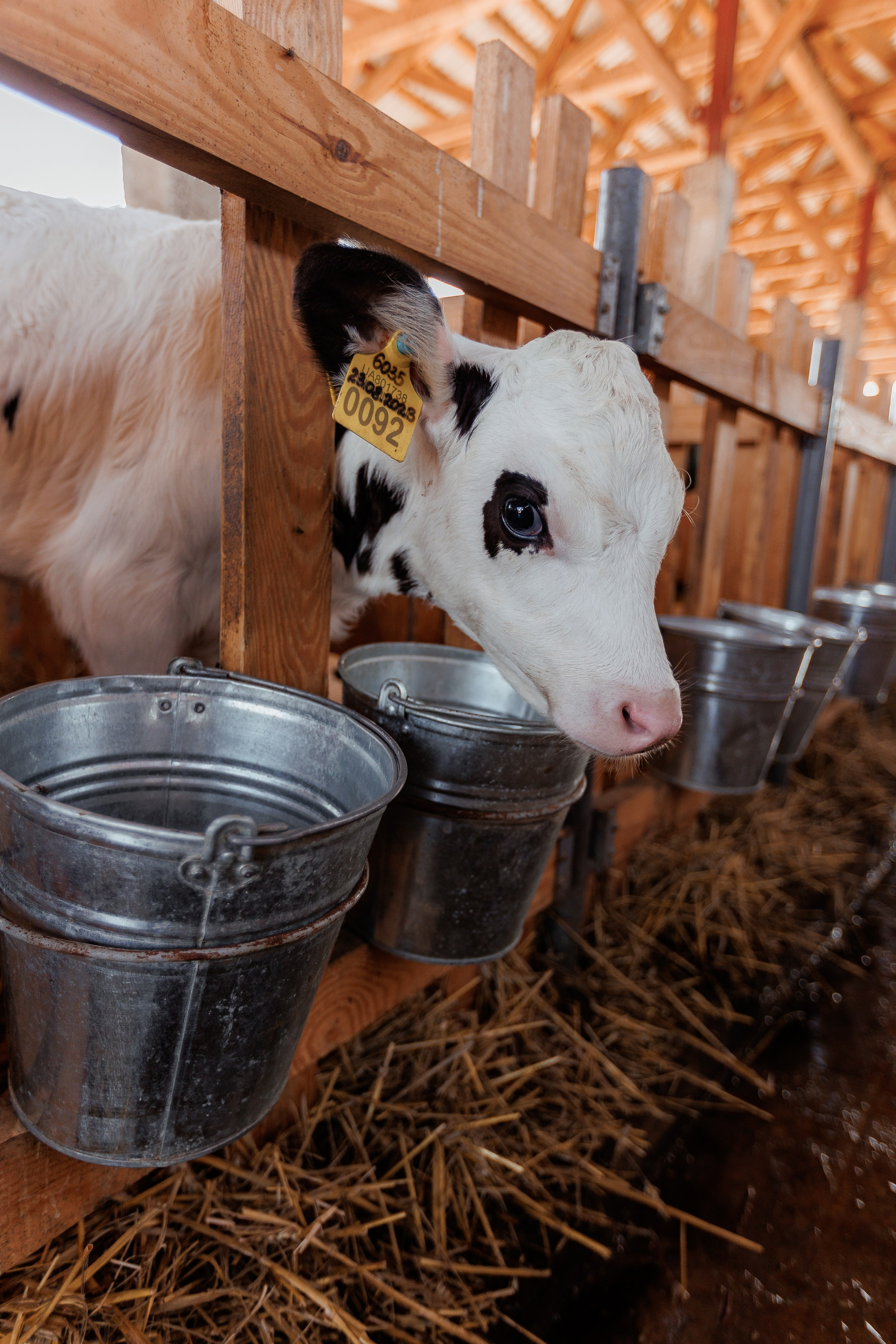 Екопарк Аміла. Ірина Терещук