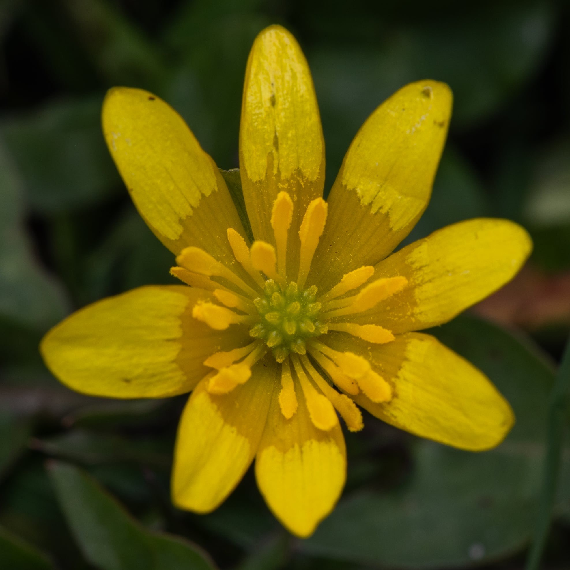 Forår. Fotograf Aarhus | Portrætfoto Århus | Flotte billeder