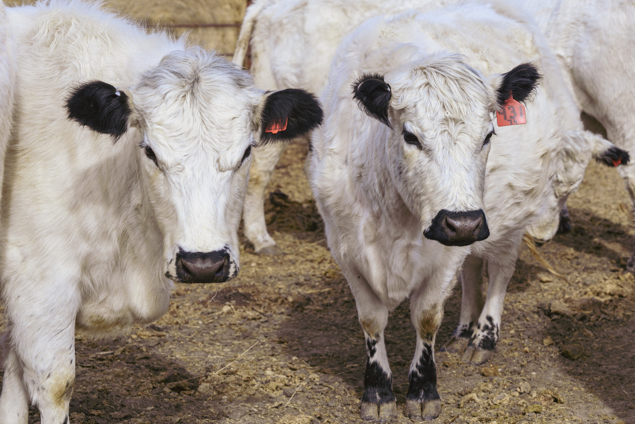 Farm animals. Victoria Lyubchenko — fine art photography in Bismarck, ND