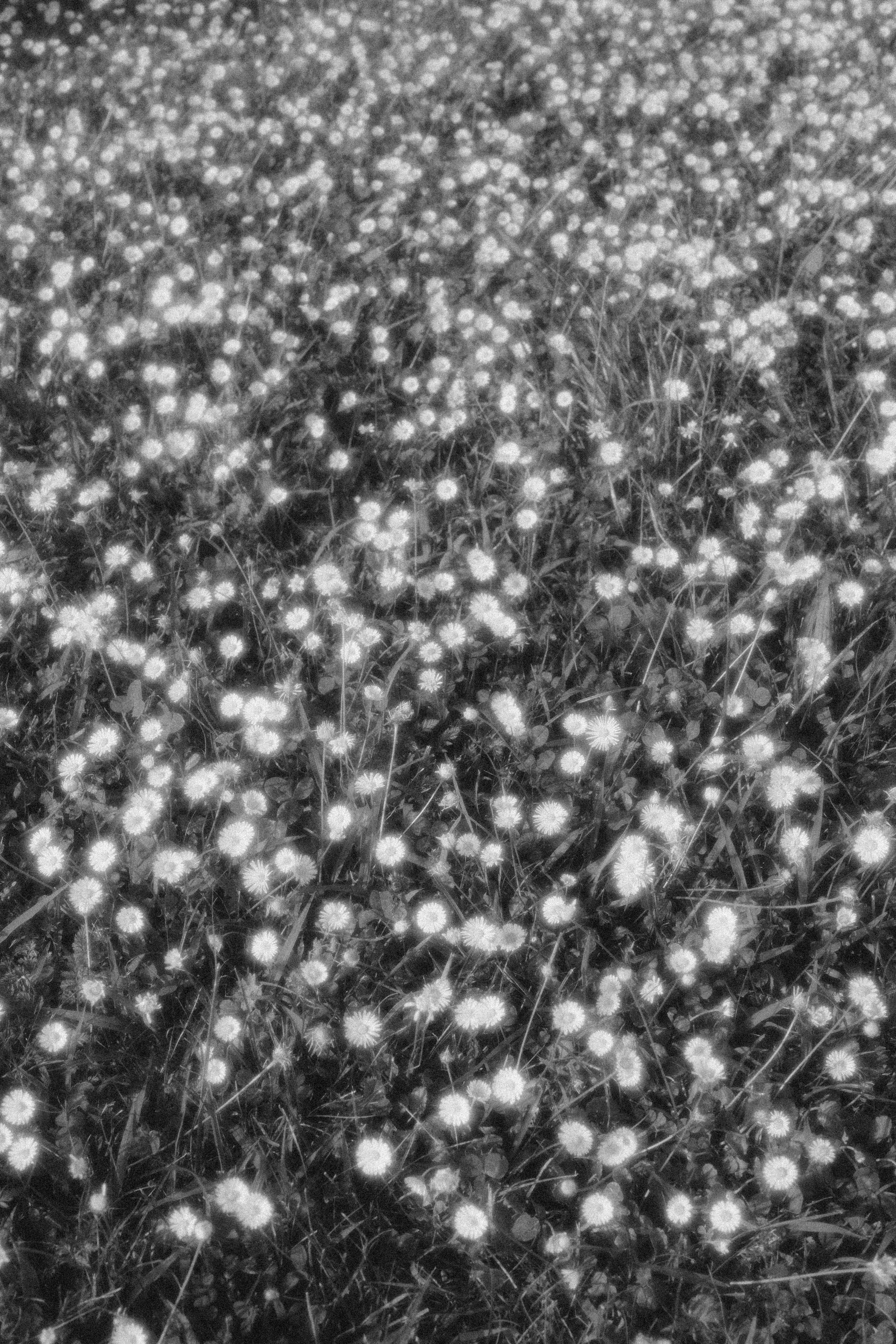 Катя с лилией. Фотограф Мила Ромашкина