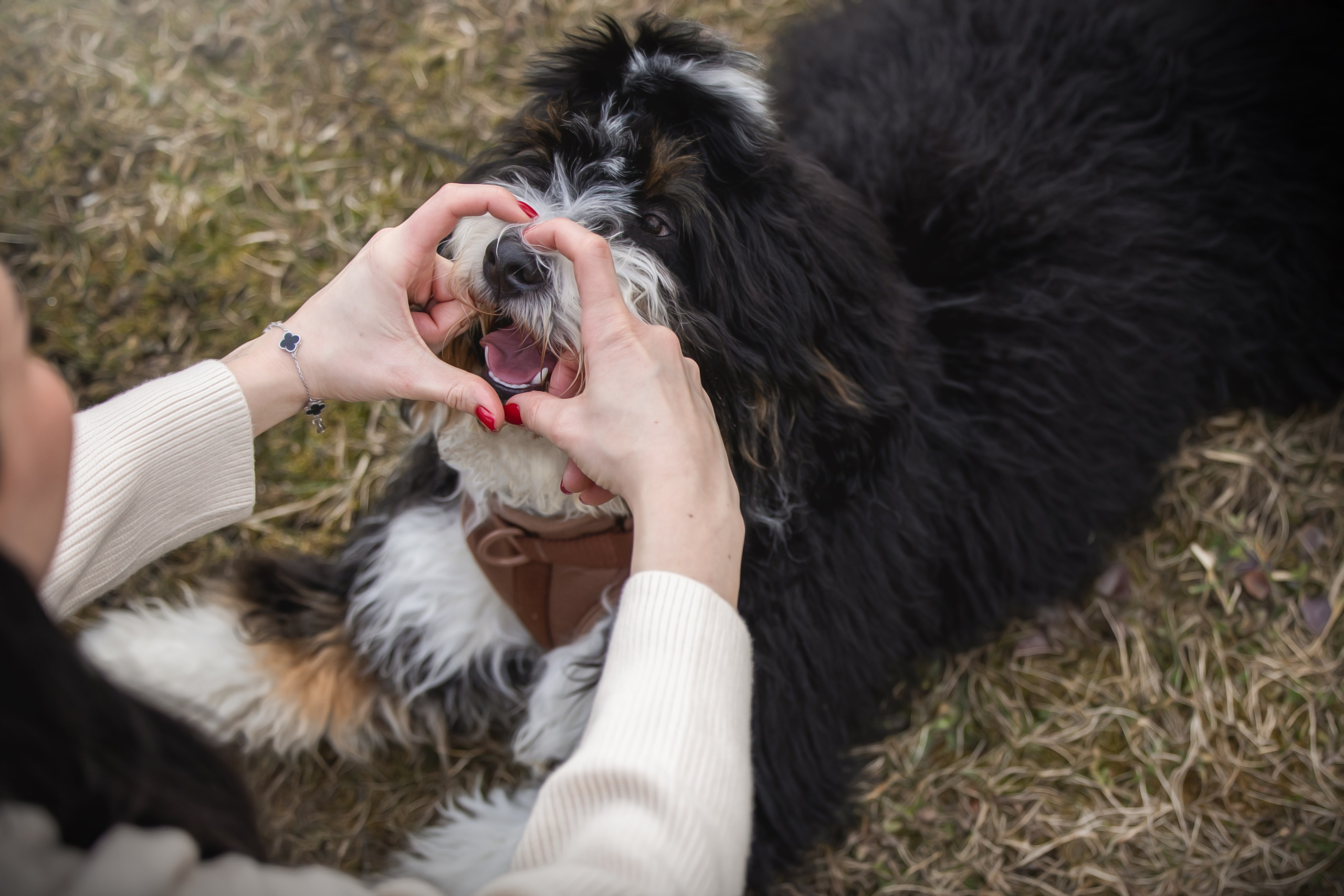 Rolex & Kate. Pet Photographer Viktoriya Aleshenko