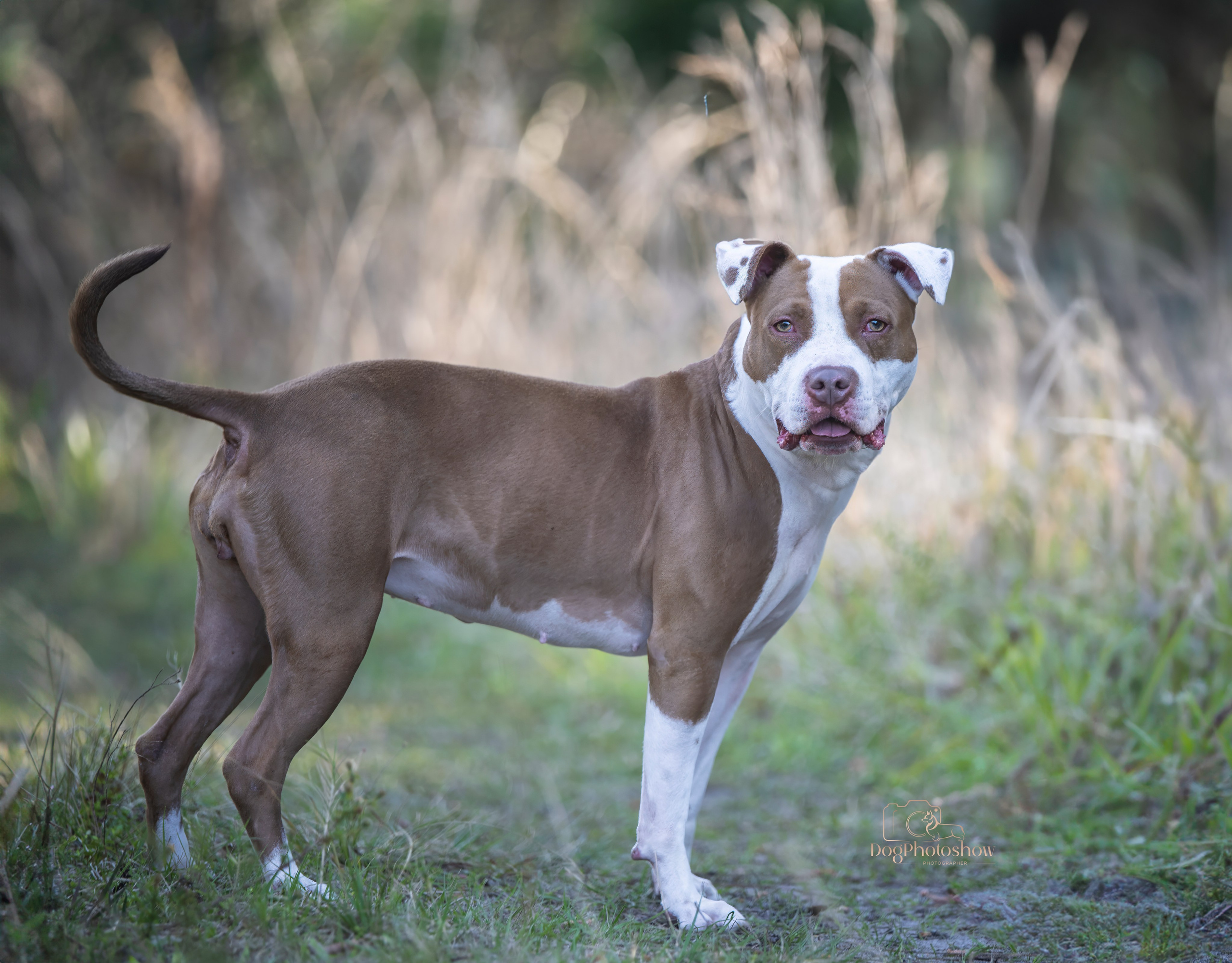 📸 13. Katerina Royter Pet Photographer North Florida