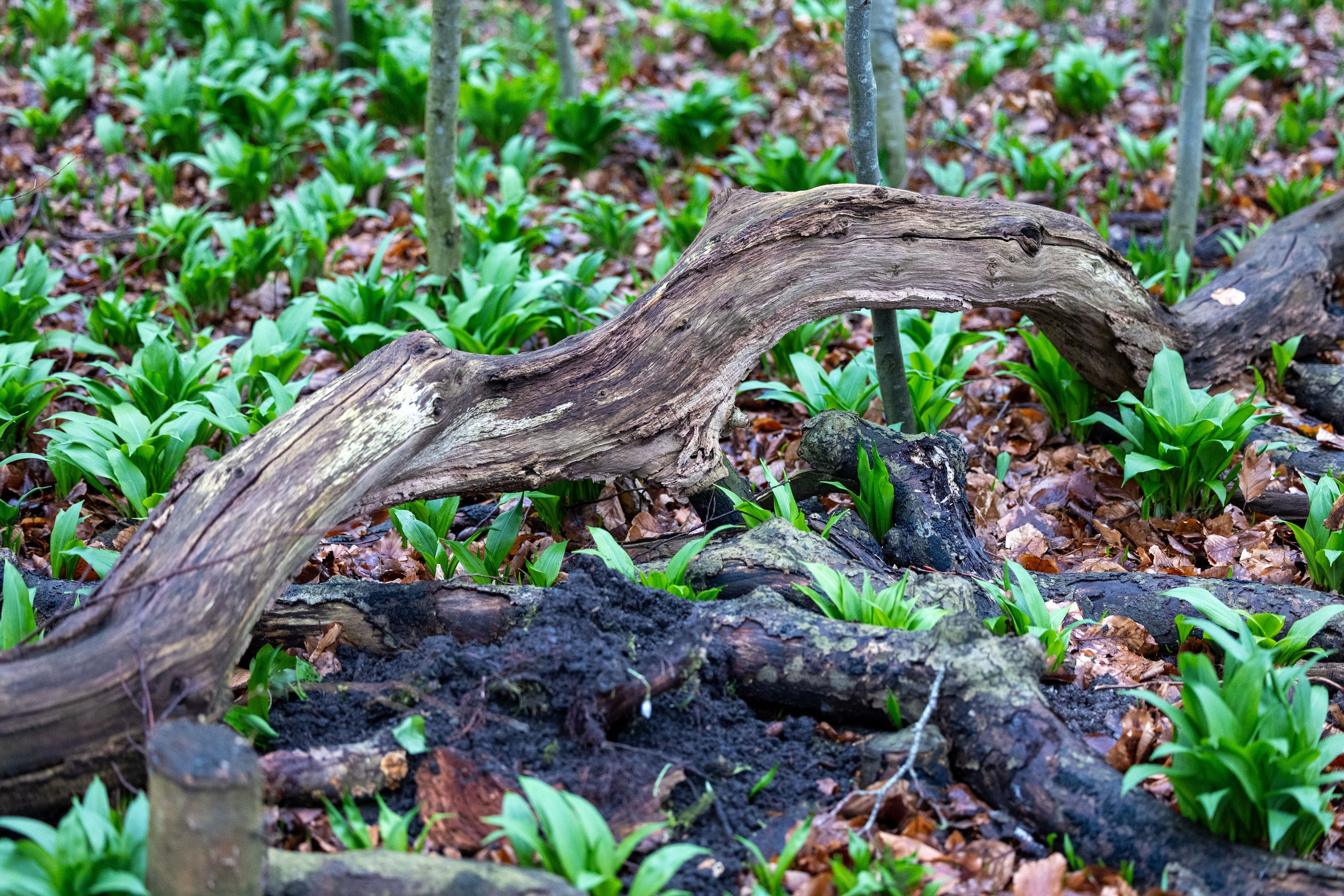 Forår. Fotograf Aarhus | Portrætfoto Århus | Flotte billeder