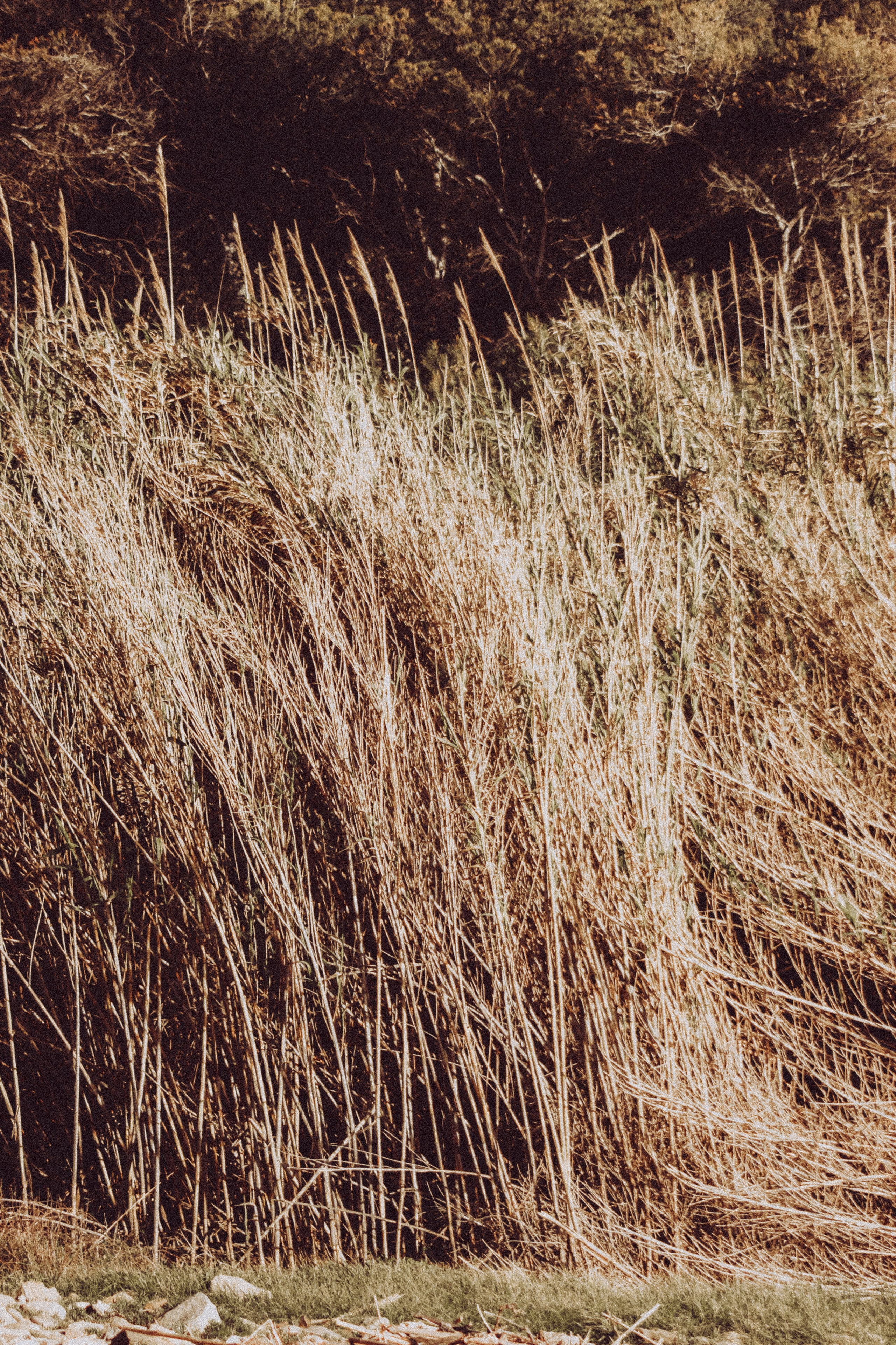 La Coudoulière, Saint Mandrier. Photographe à la Seyne sur Mer, Var