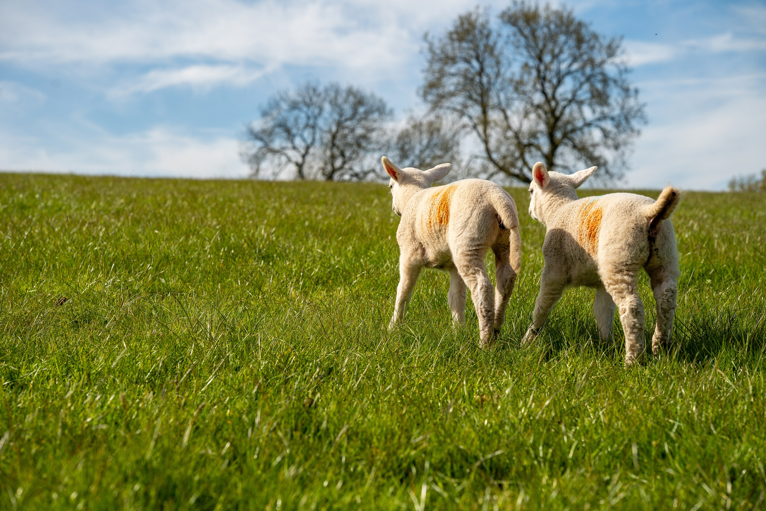 Farming. Ryan Hewitt Photographer