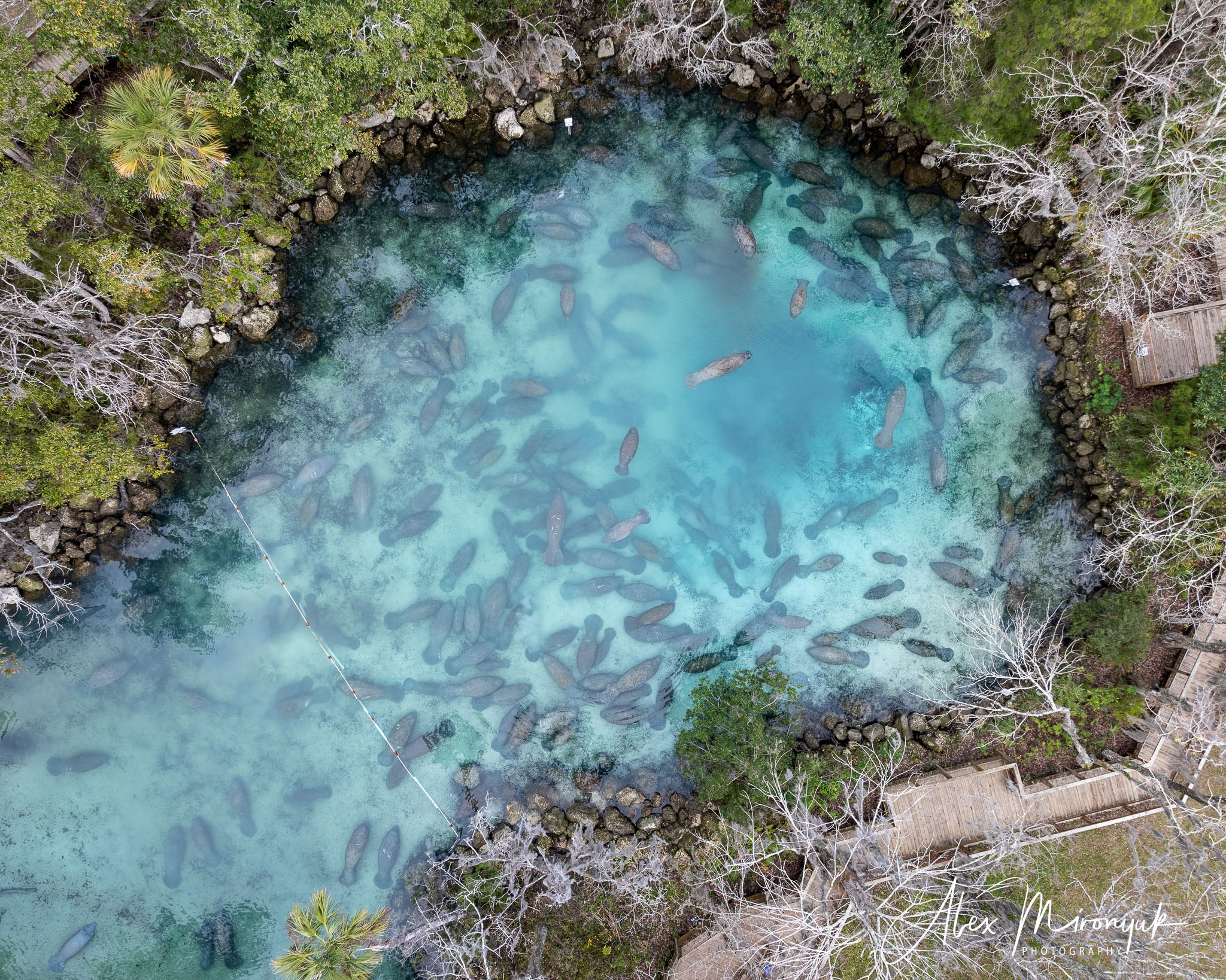 Exploring True Florida: Springs, Rivers & Manatees by Canoe. Pet, Senior, Landscape, portrait studio, photographer in Miami and Sou