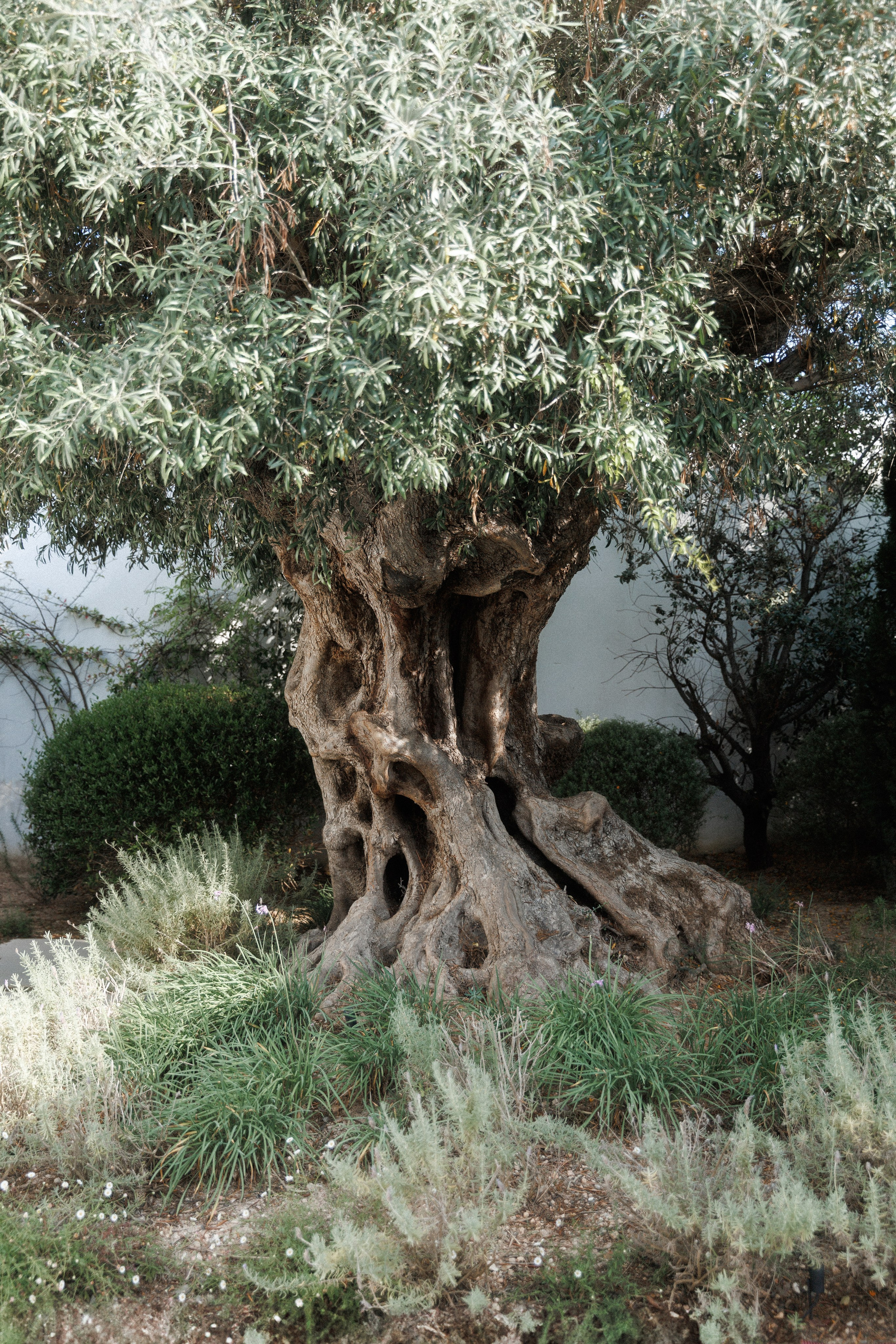 Camilla & Mirko. Sabina Ibiza. Paola wedding photographer / videographer in Barcelona