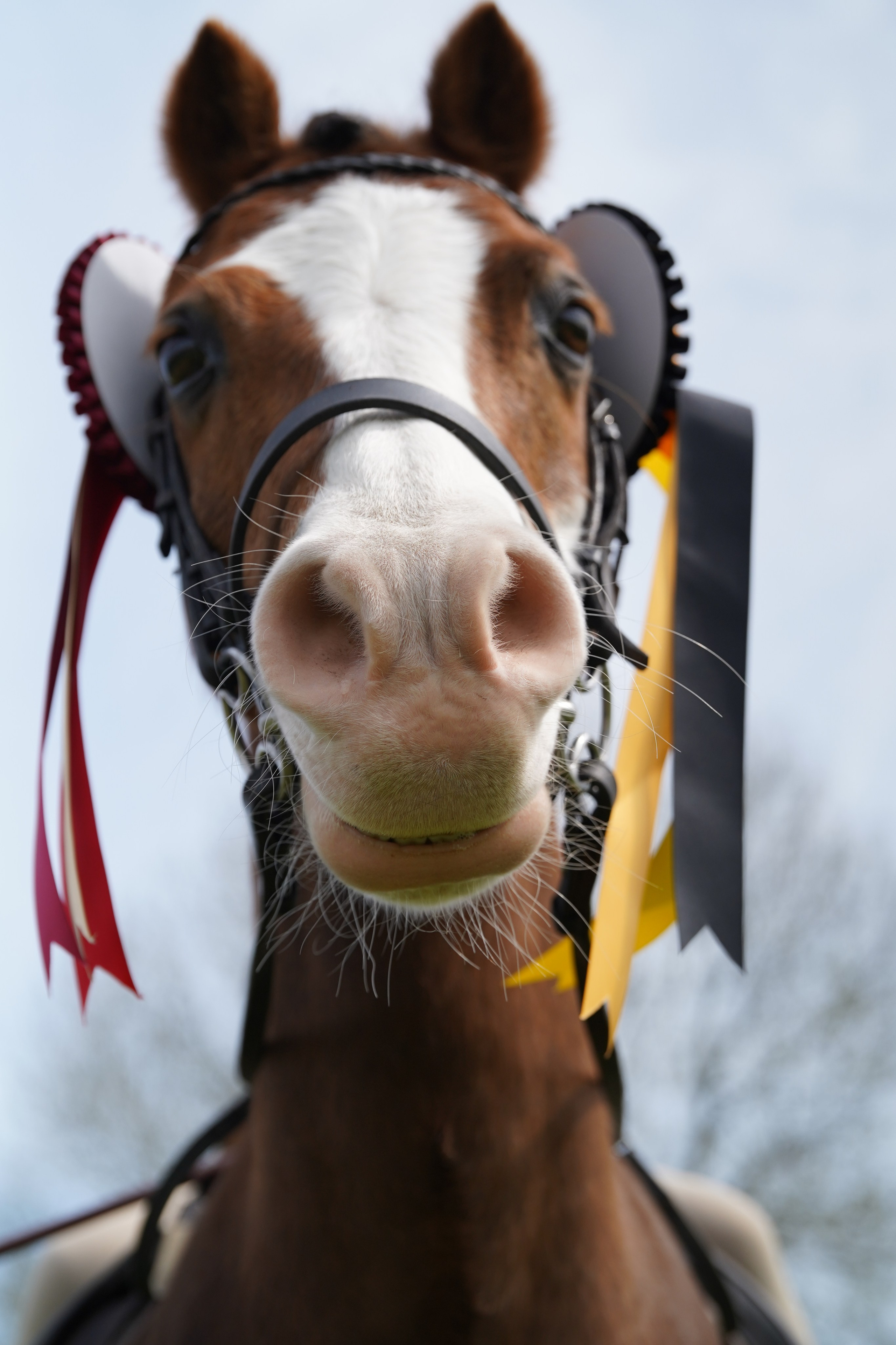 Headshots. Leicestershire Equine Photography by El | Authentic Equine Portraits & Events