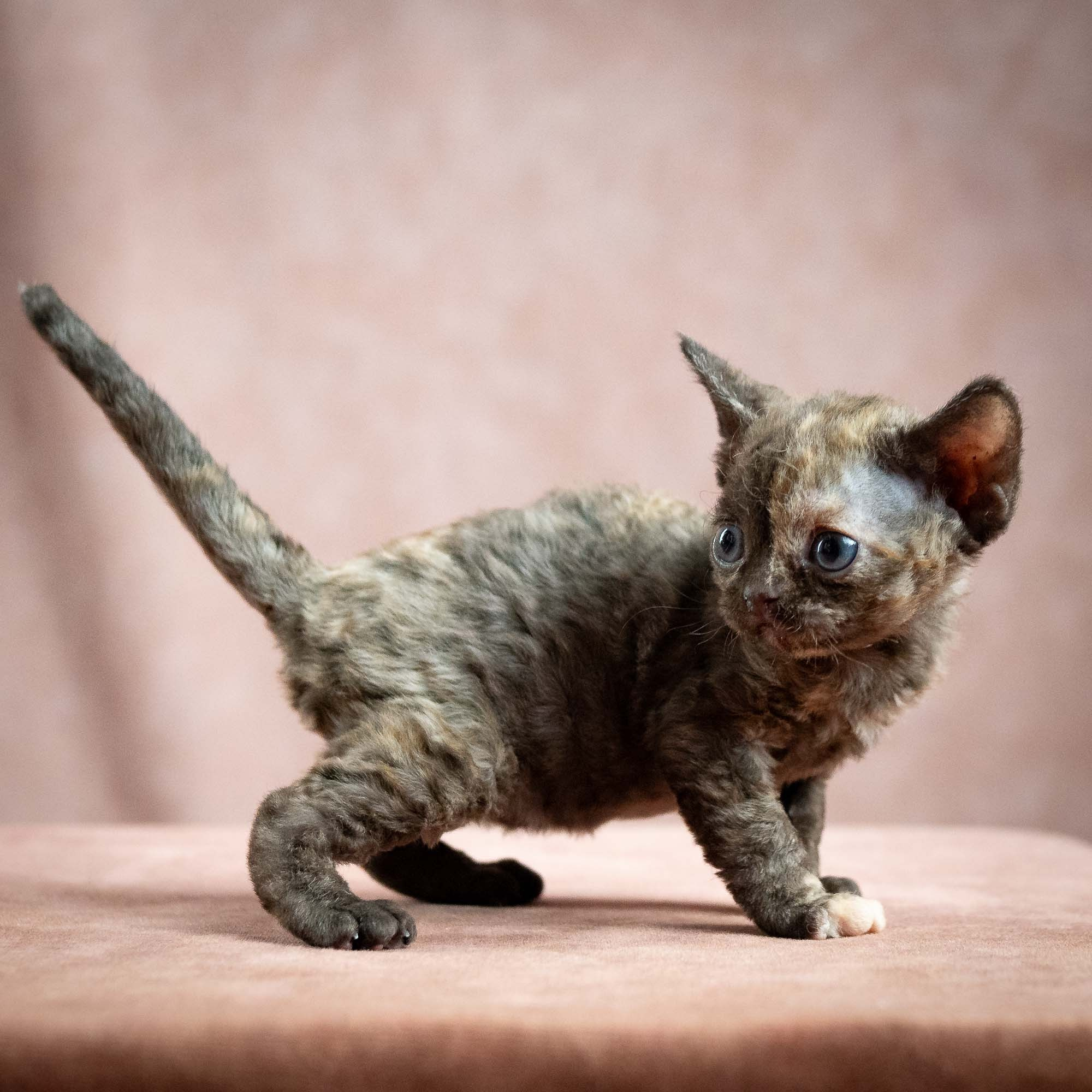 Mocha, girl, born 01.15.26. Devon Rex Pixie Cattery