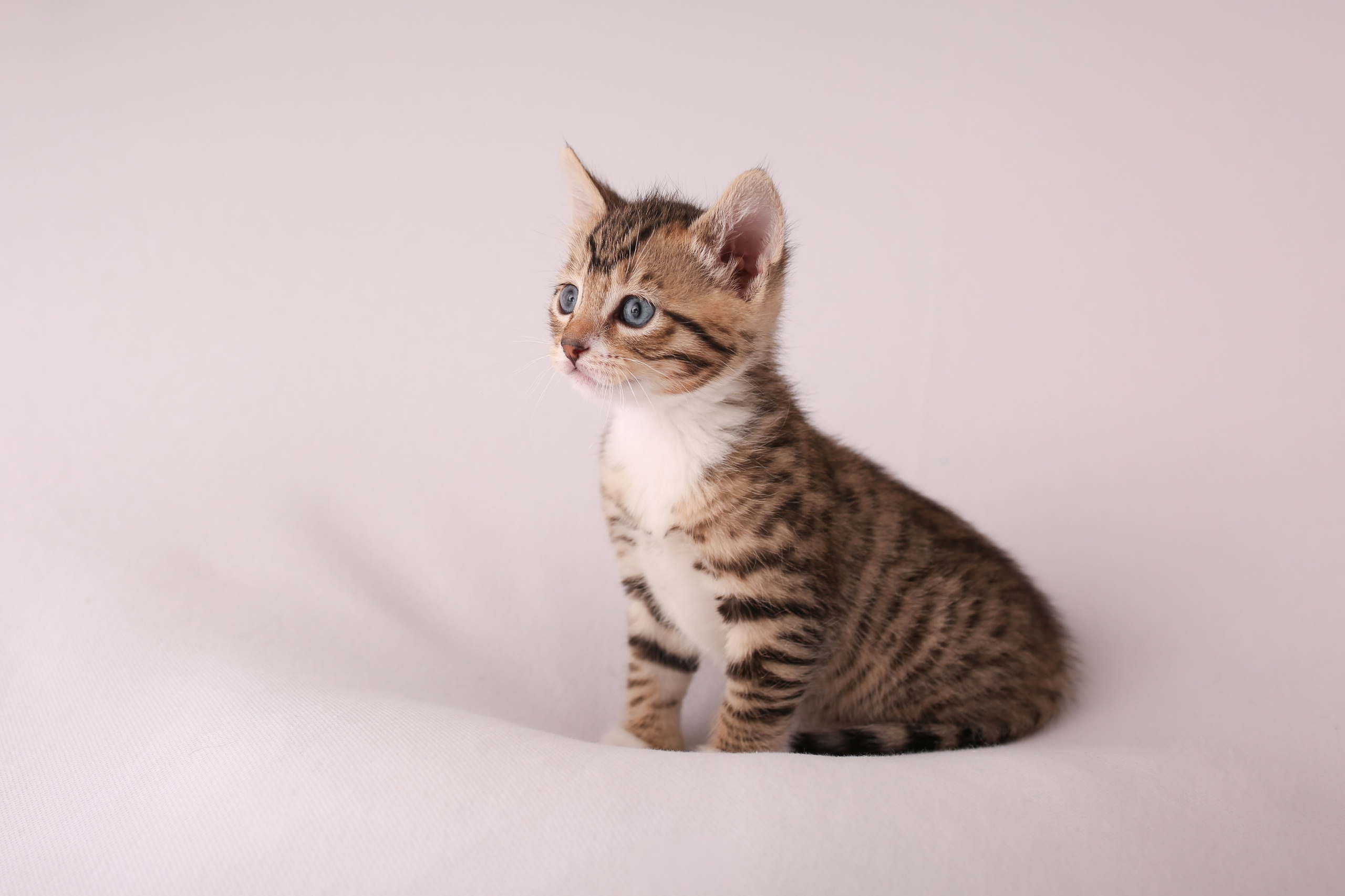 Haustiere. Neugeborenen, Familien, Geschwister Fotografin aus Delmenhorst