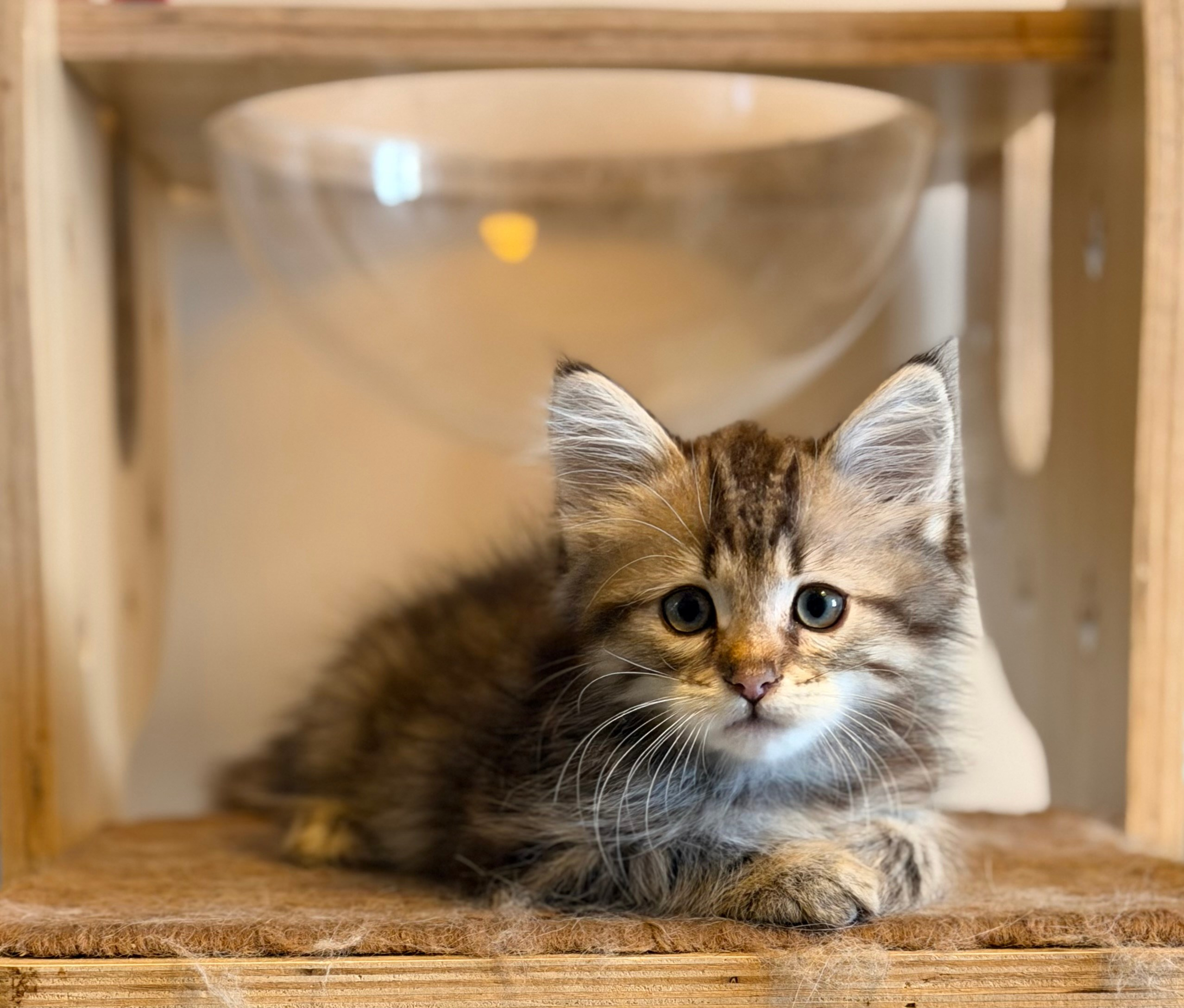 Reserved Draco - Brown Classic Tabby Male