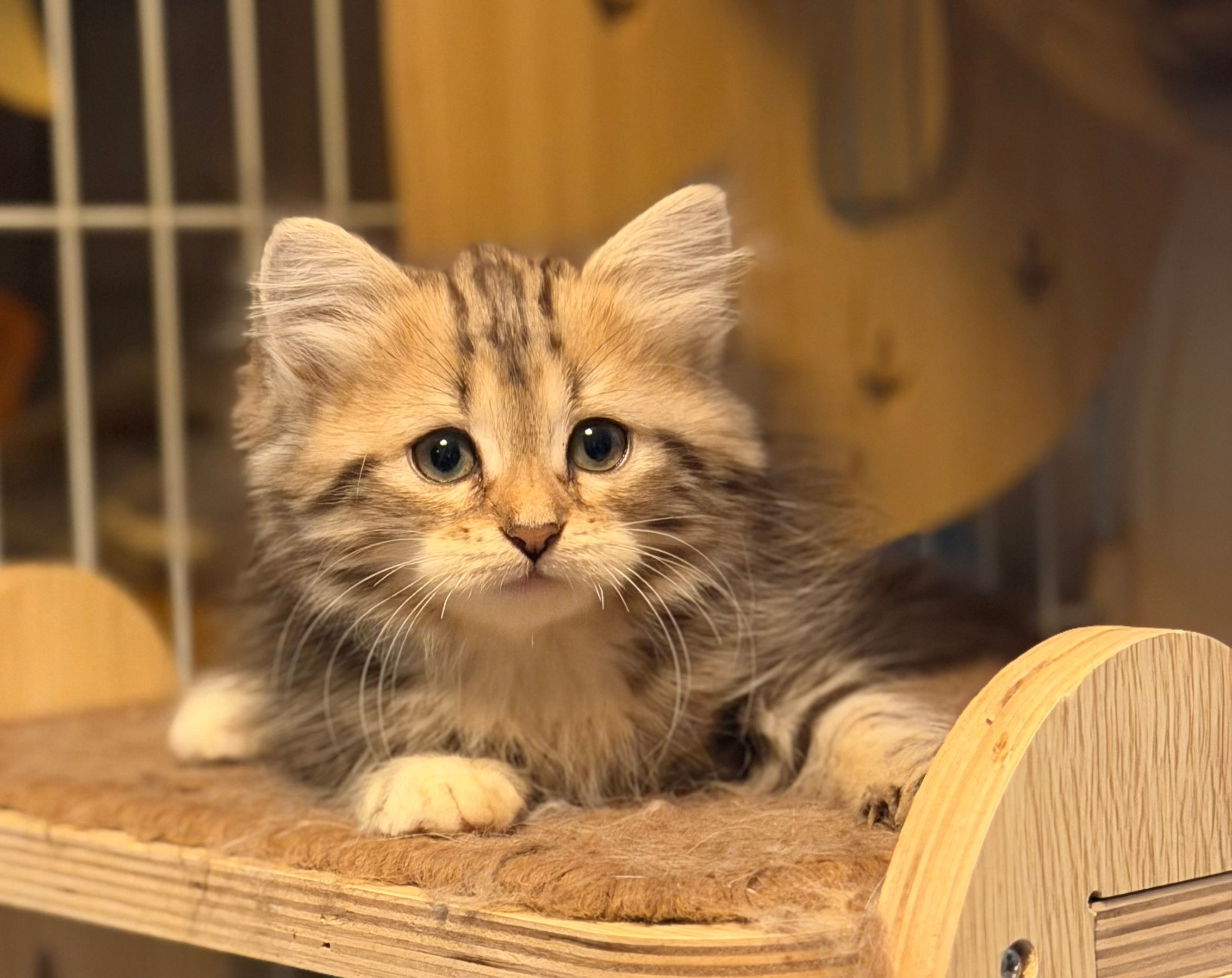 available - Danielle - Brown Classic Tabby & White Female