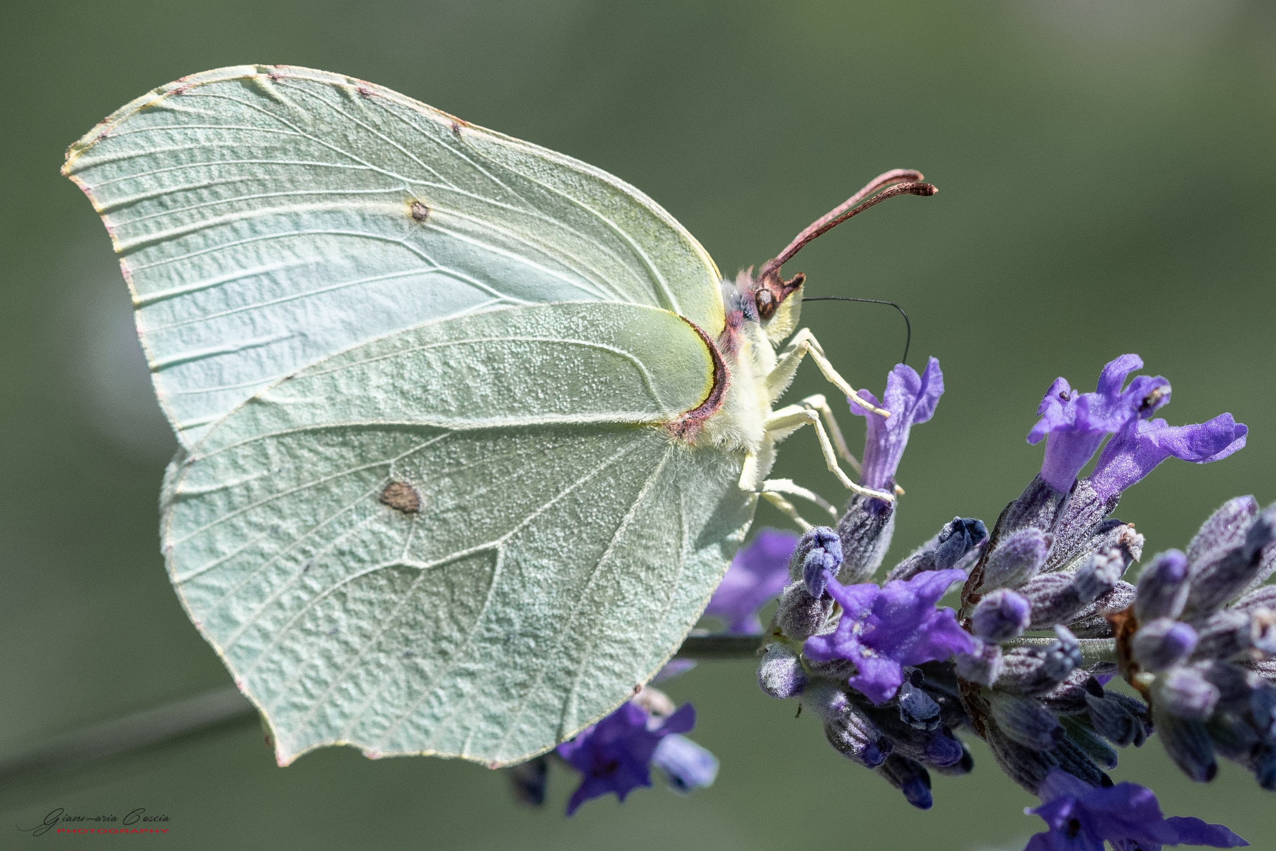 Farfalle. “Gianmaria Coscia fotografo per passione”