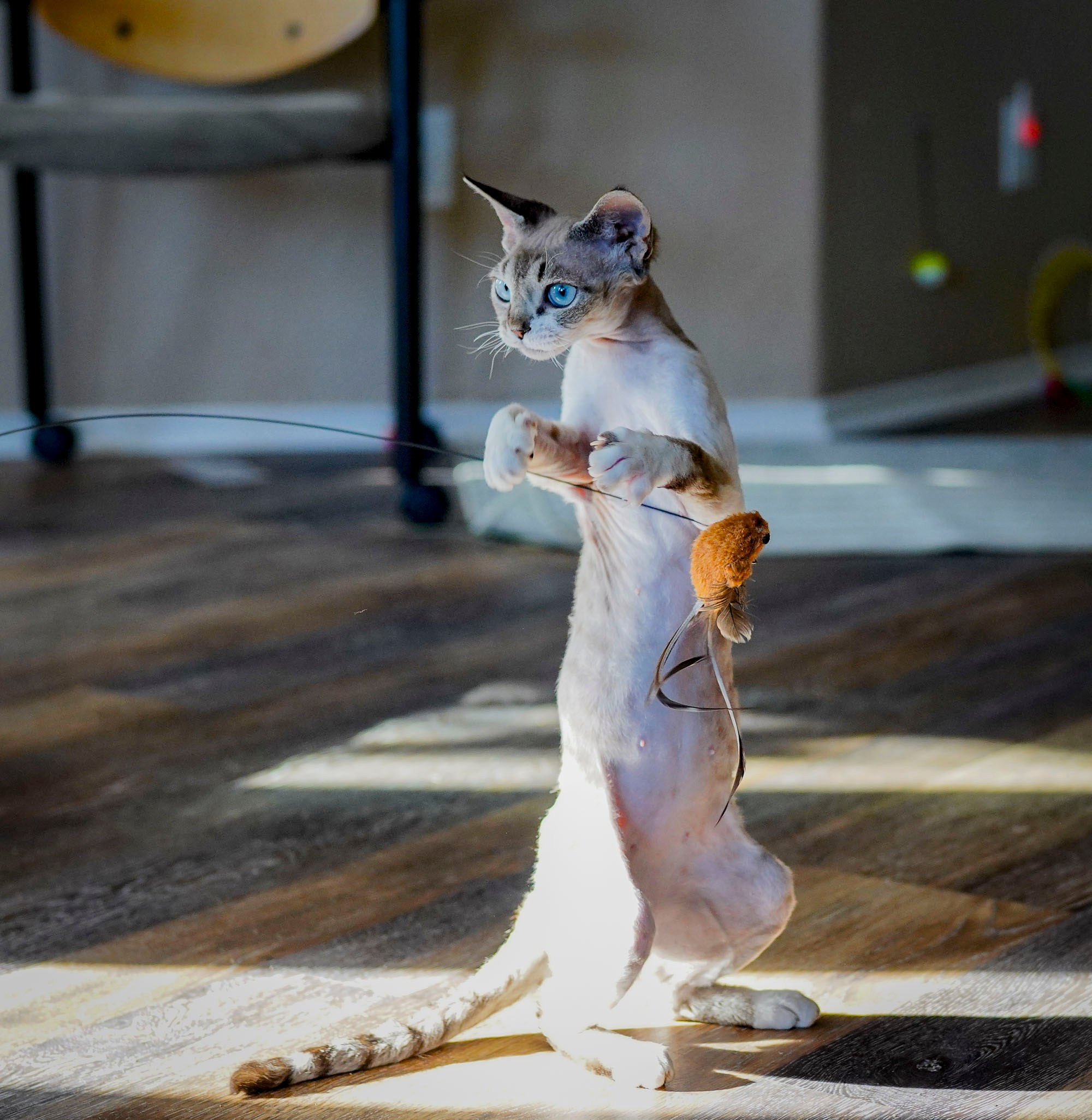 Hunti. Devon Rex Pixie Cattery