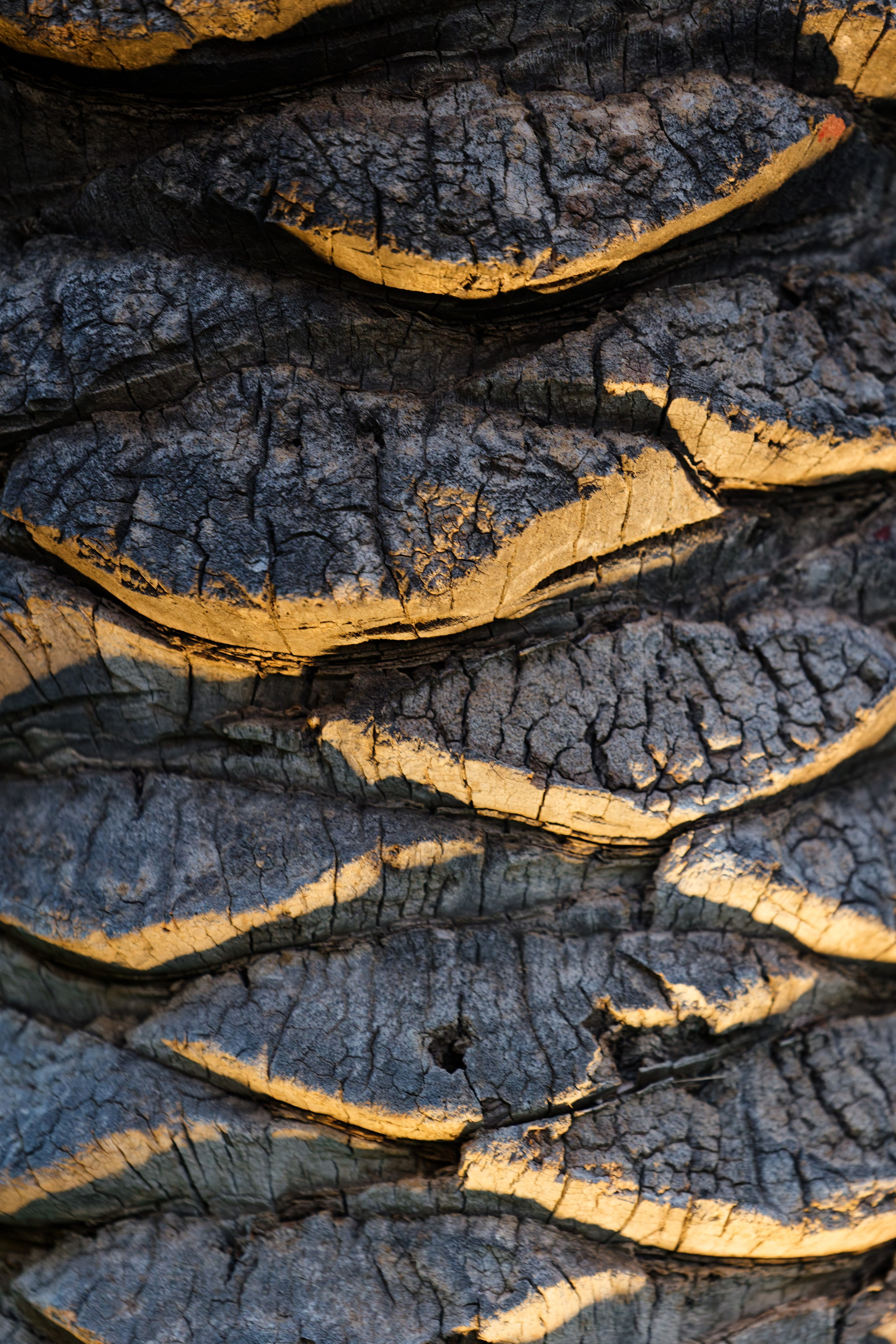 Haldi Ceremony & Mehndi Night & pre-wedding dinner, Barcelona