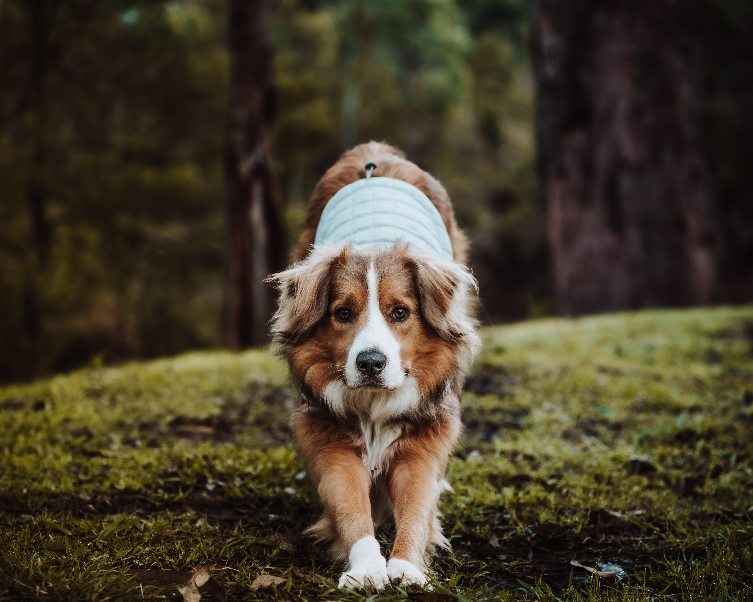 Pet — BorderColie. JS Photoshoot | Family, Events & Pet Photographer in Brisbane
