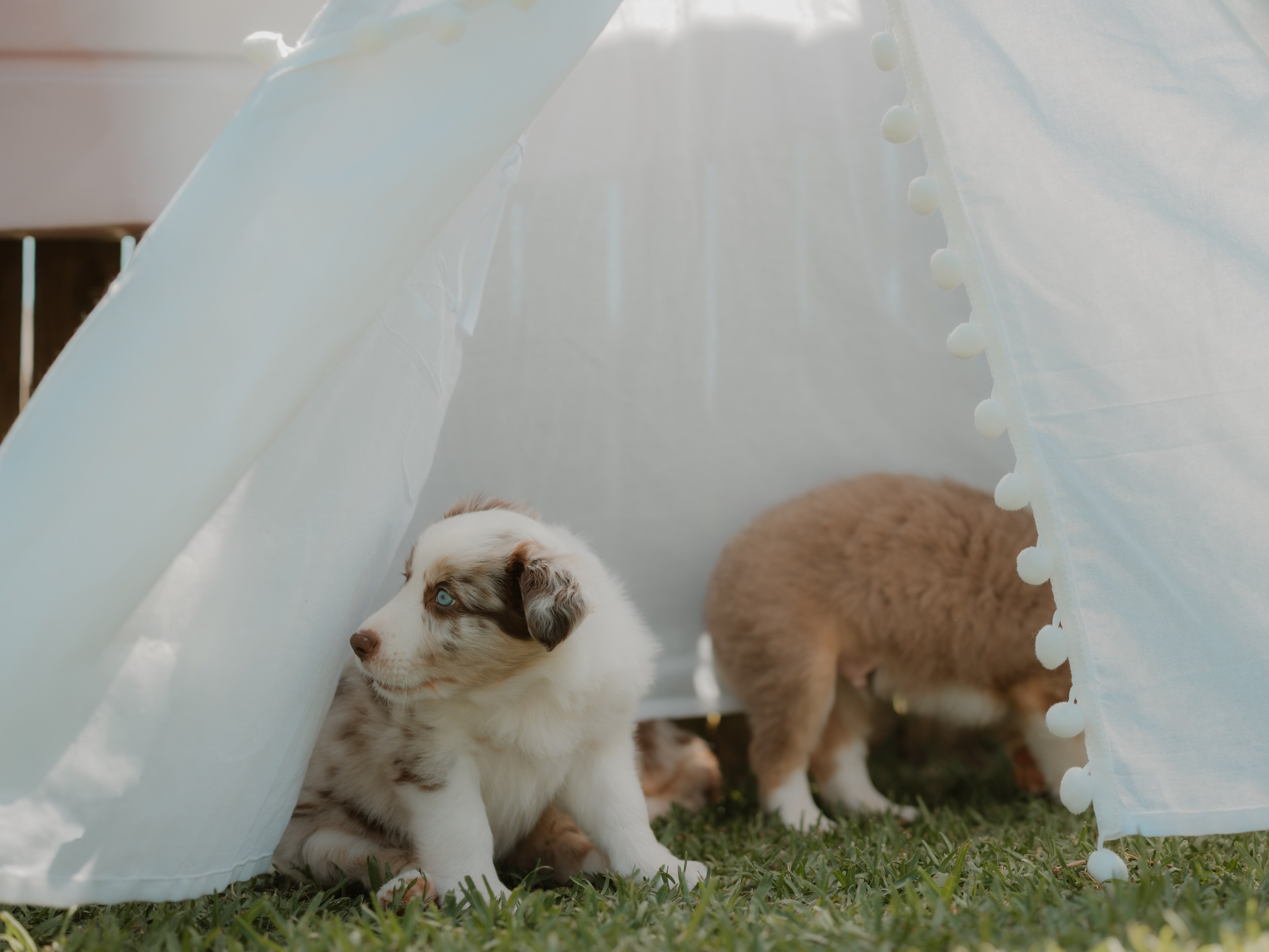 Goldies Collies — Pups. Natural and candid photography Jean Santiago