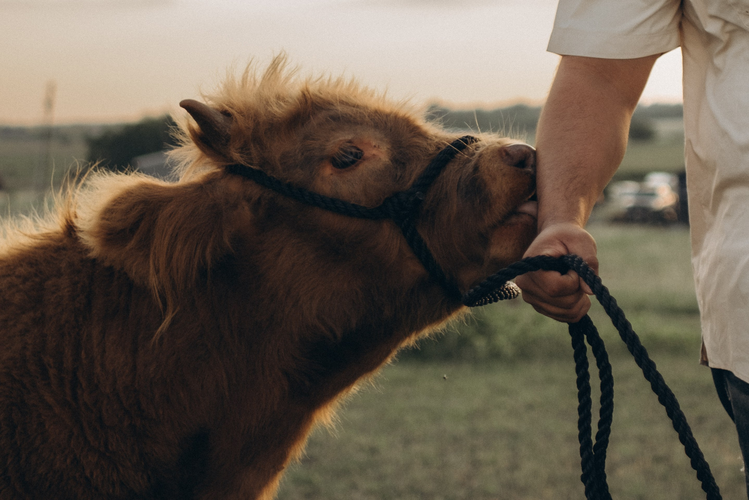 Farm Story. Lens Captures Life
