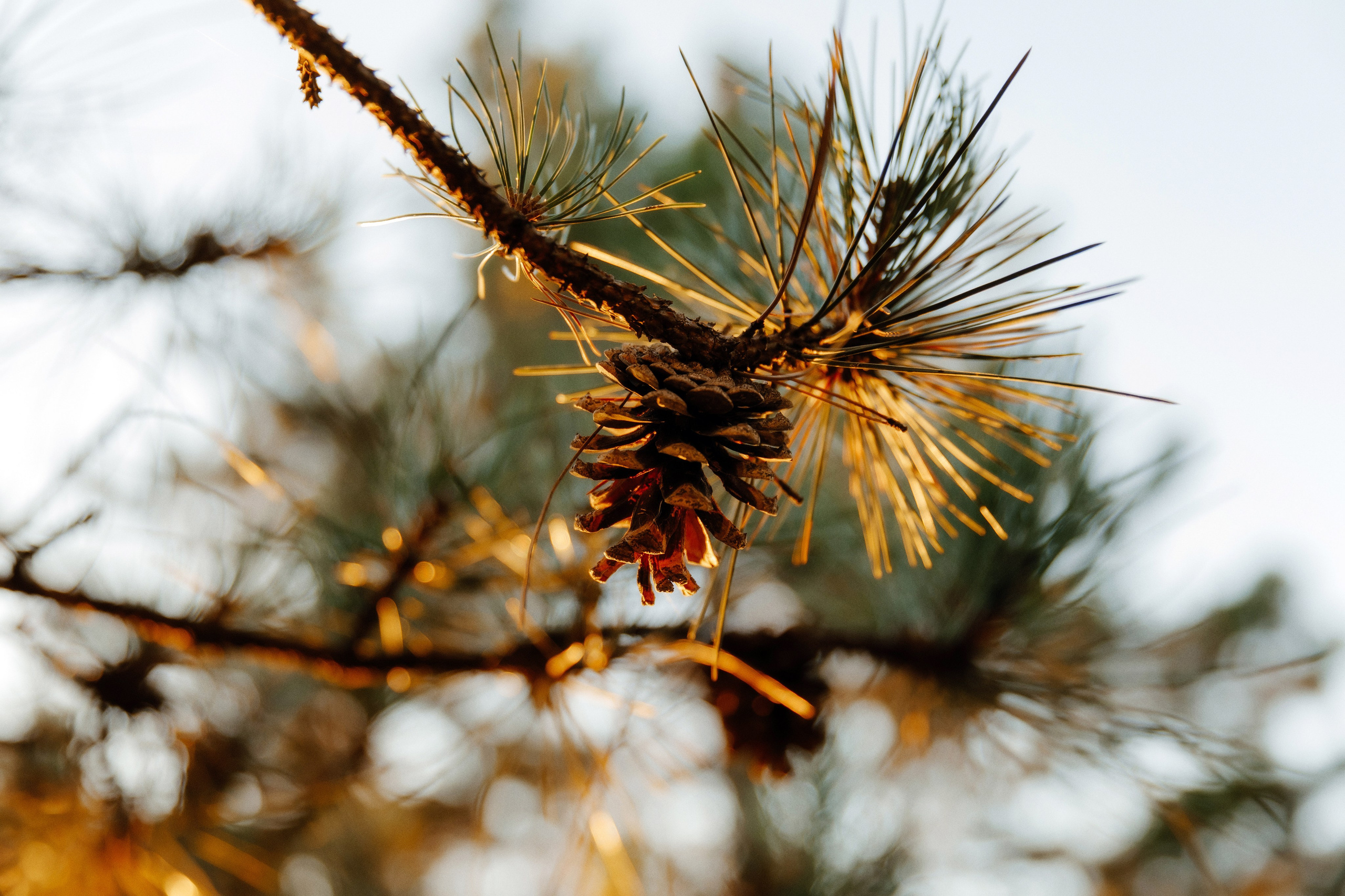 MIHAELA + ANDREI. Fulga Photographer