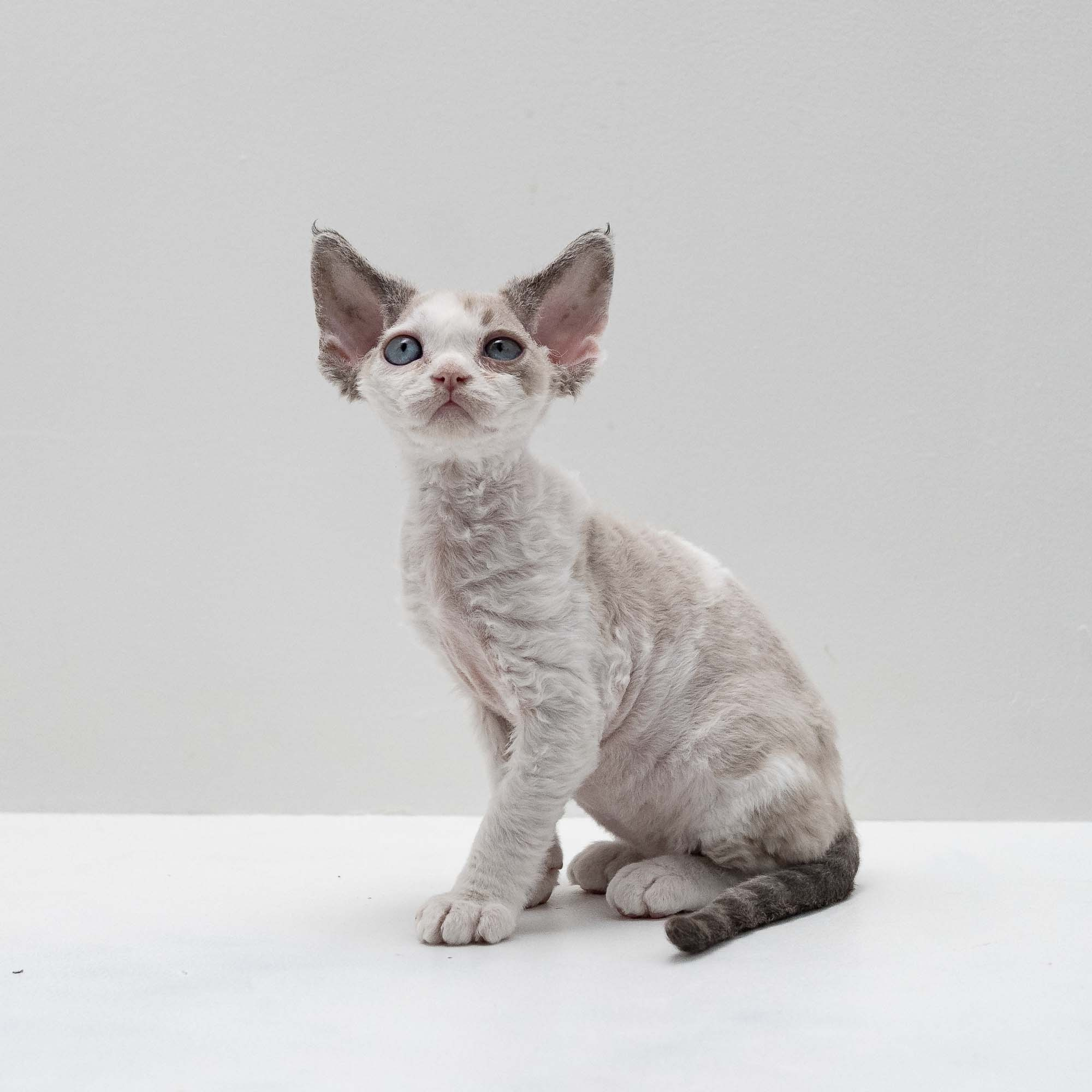 Frodo, boy, born on 01.01.25. Devon Rex Pixie Cattery