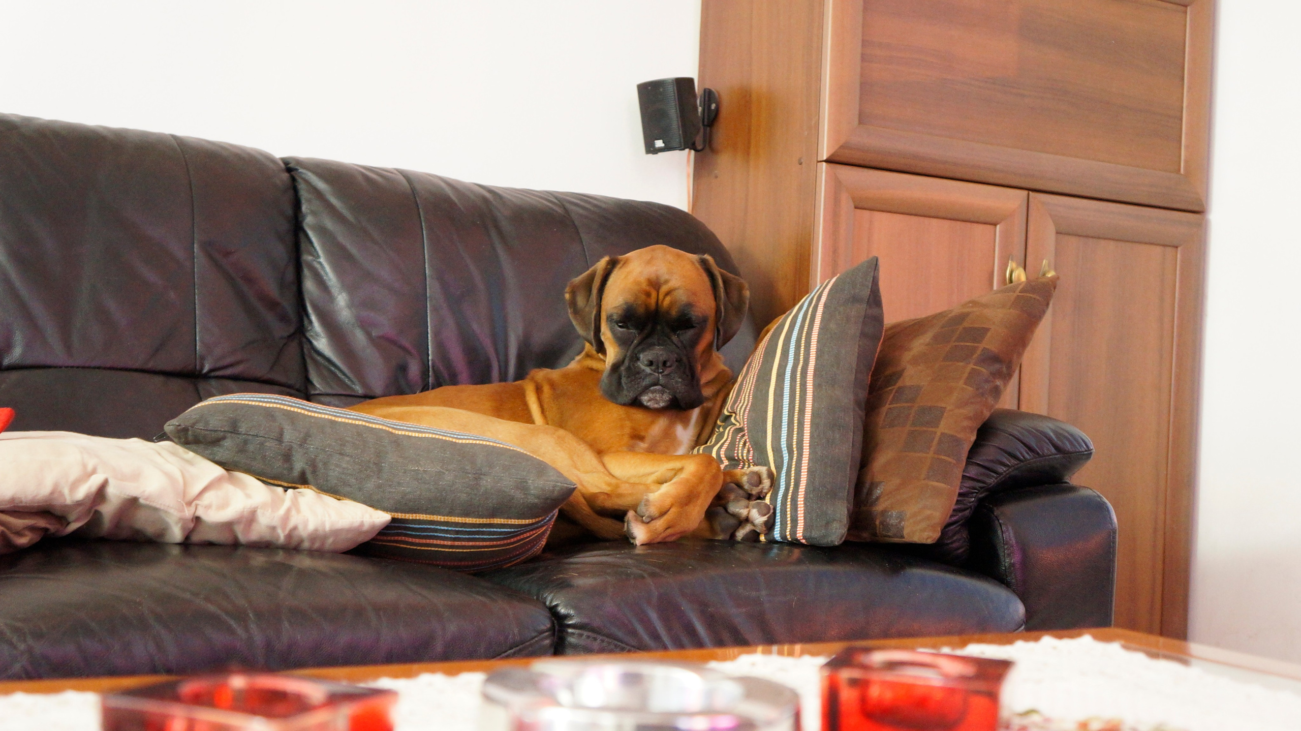 My ״Star״ Boxer Dog