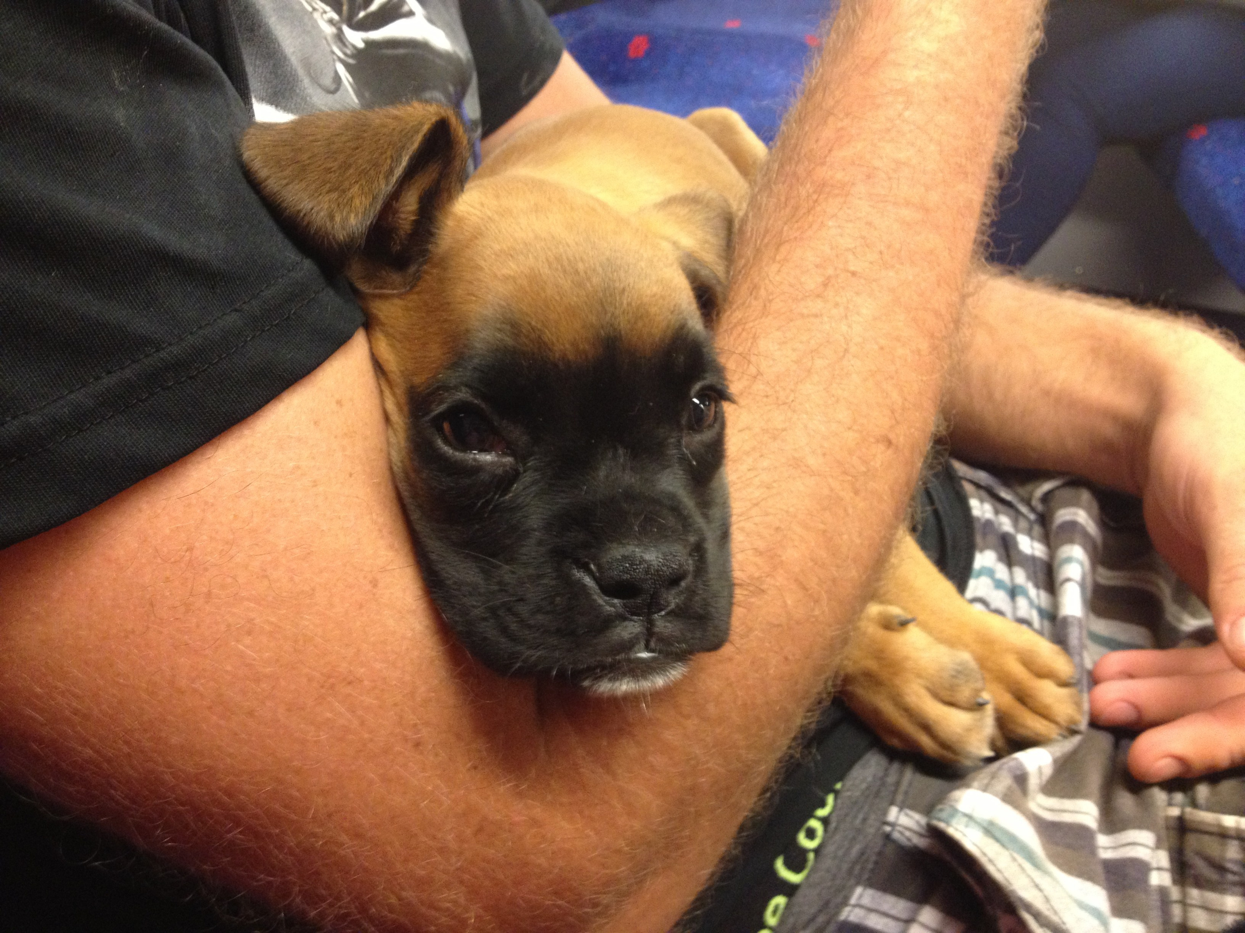 My ״Star״ Boxer Dog