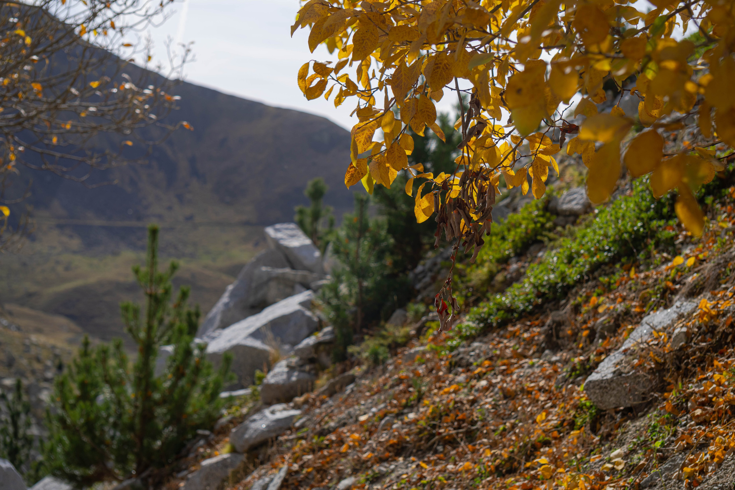 Vall Fosca en otoño. Alba del Norte Studio
