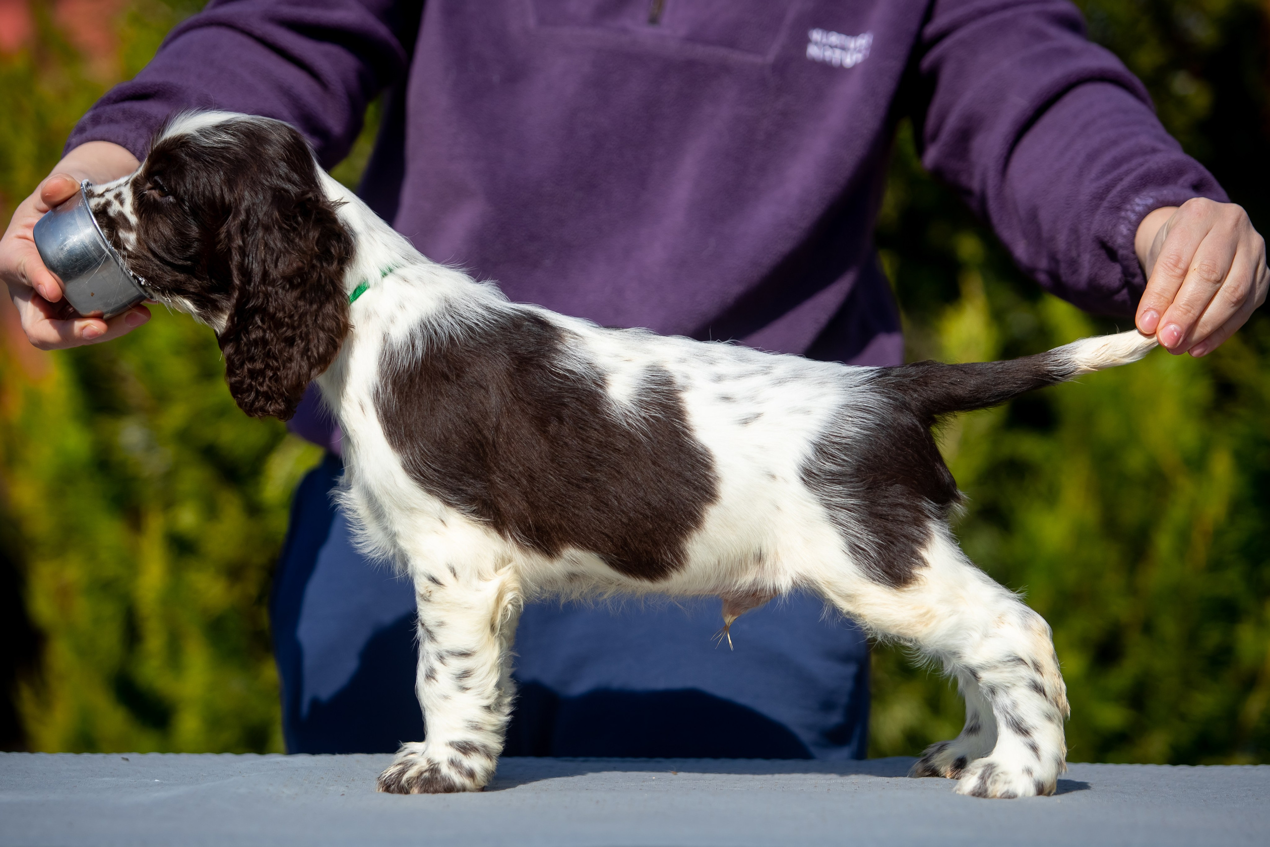 Male — Green collar 💚. Website of the titled stud dog of the Springer Spaniel breed
